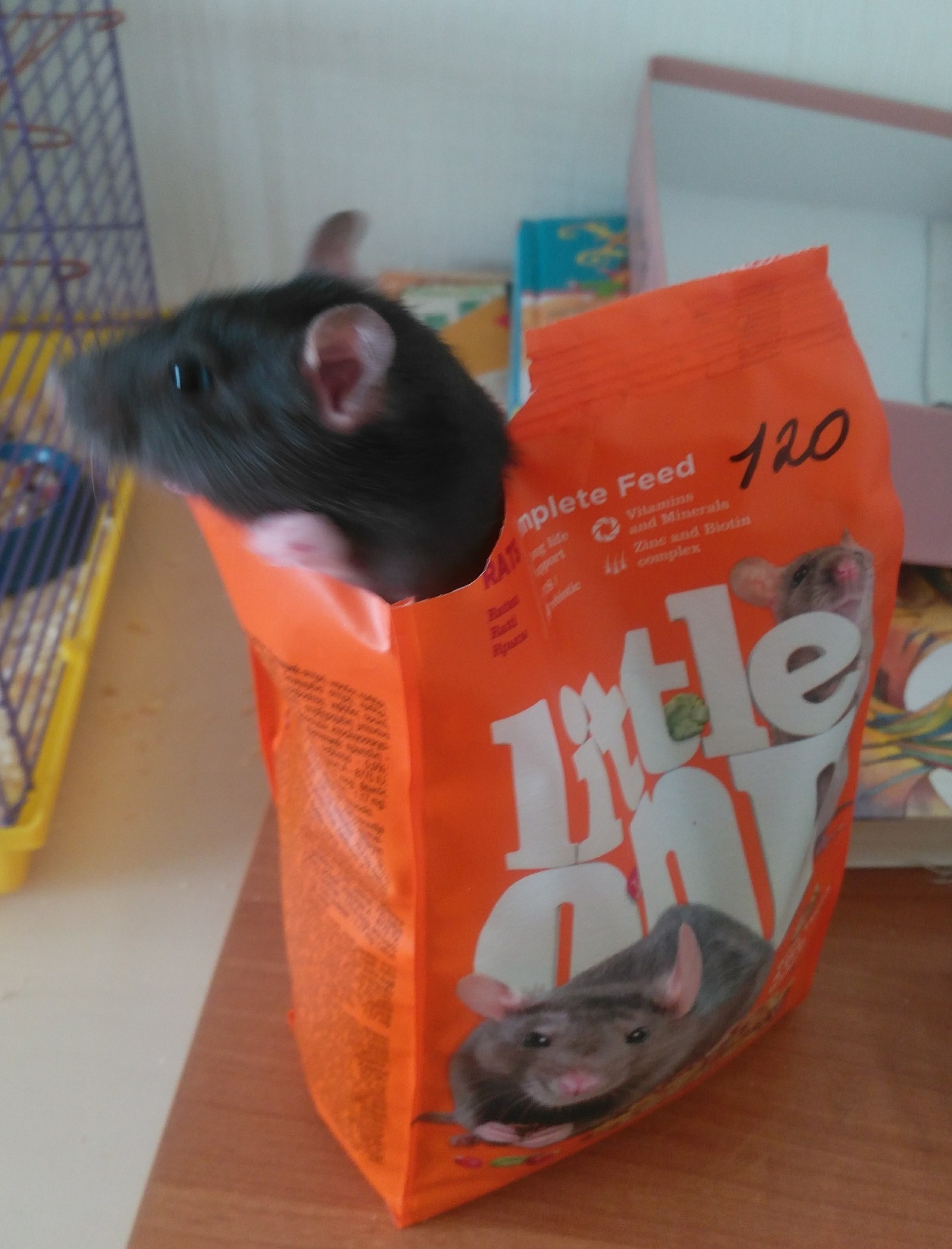 I became a mother again! - My, Addition, Rat, Video, Longpost