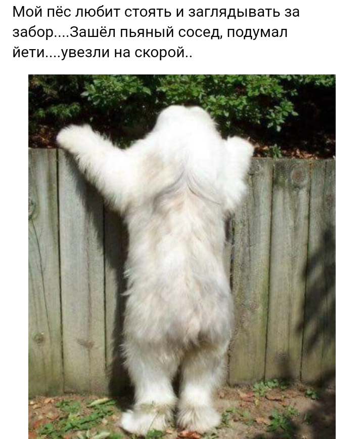 Yeti - Picture with text, Dog, Yeti, Neighbours, From the network, Bobtail