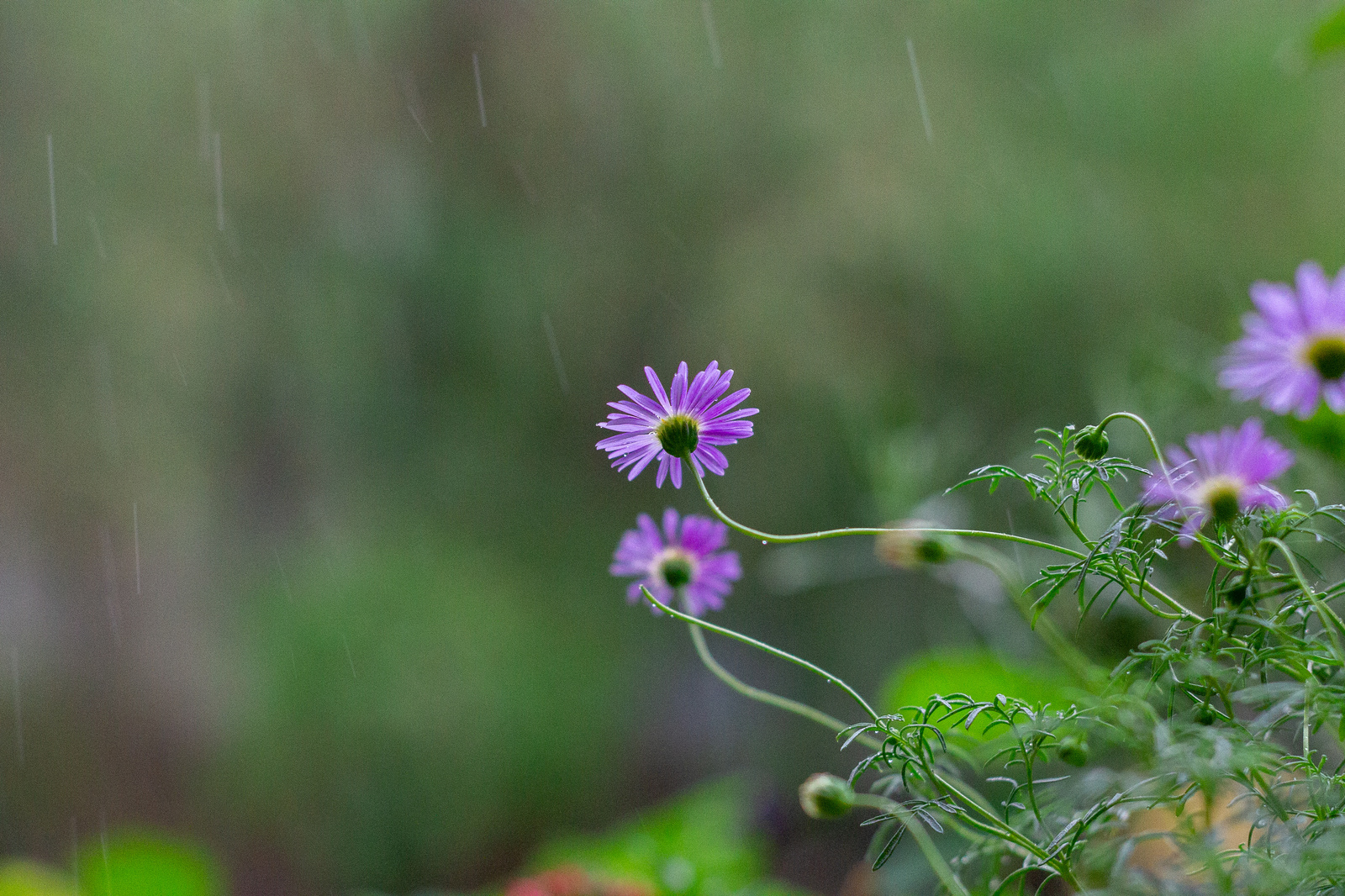 Today's rain in Chelyabinsk - My, The photo, Rain, Flowers, Cannon