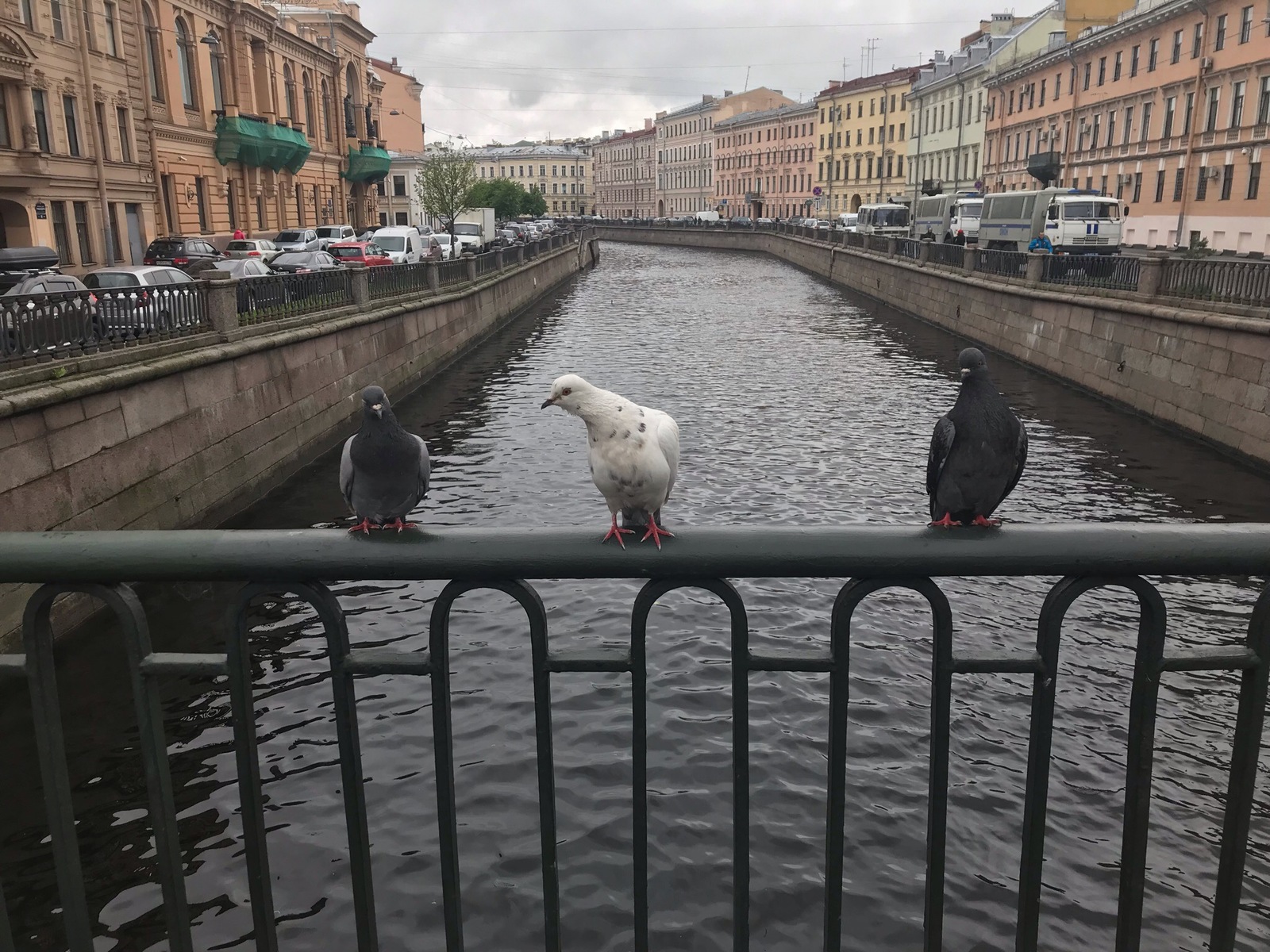 Ты с какого района? - Моё, Гопники, Животные, Санкт-Петербург, Голубь