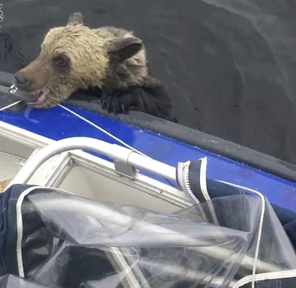 Rescue of cubs - The Bears, Карелия, The rescue, Kindness, Video, Longpost