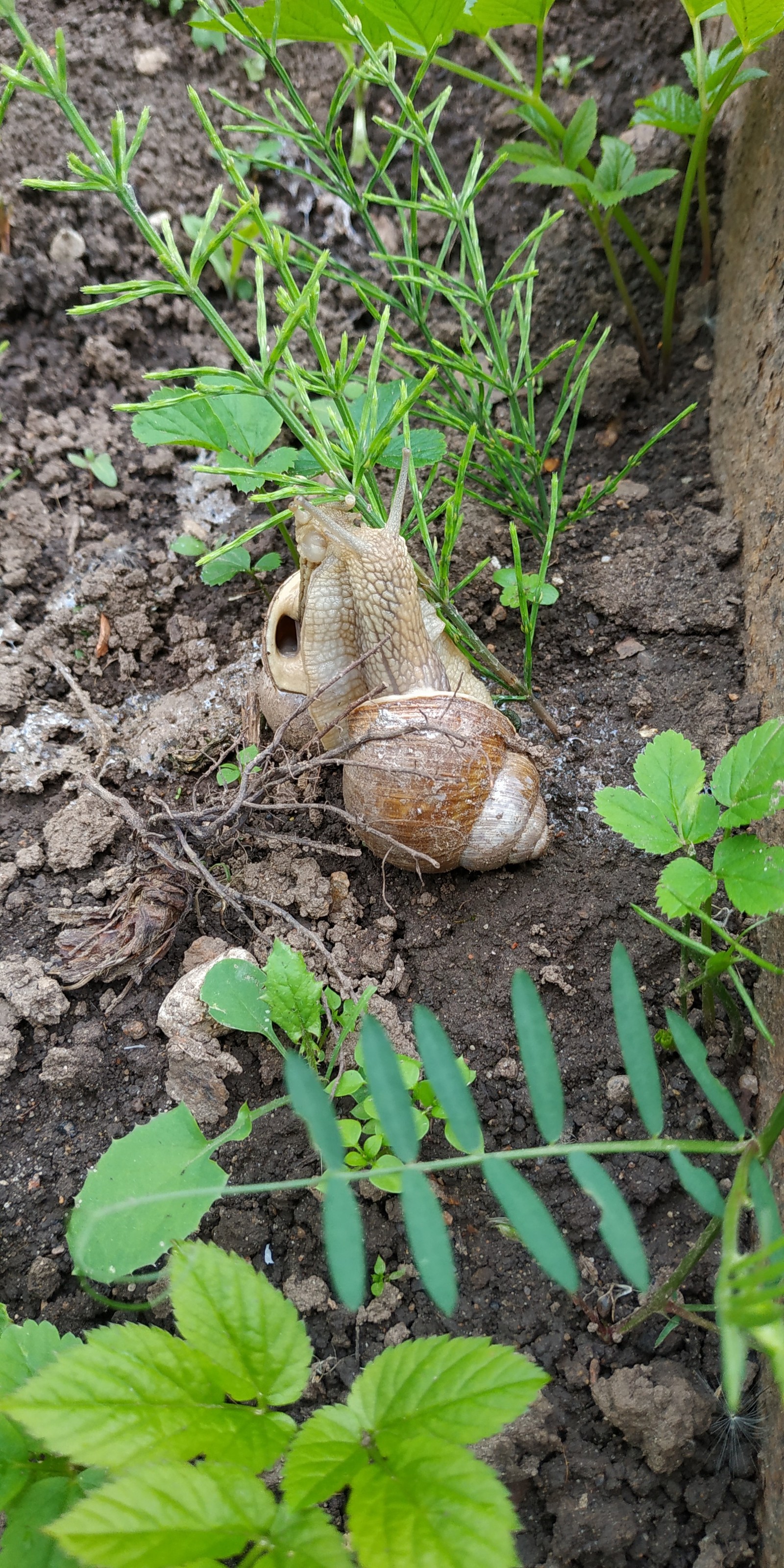 Loving snails. - My, Snail, The first love, , Morning, Longpost