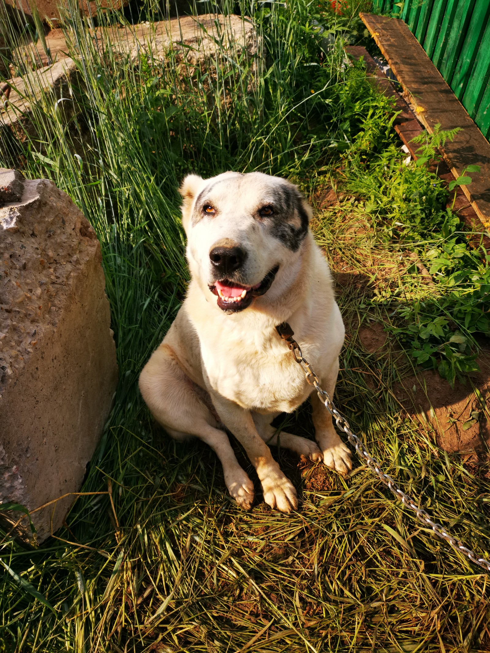 Smiling dog! - My, Dog, Milota, Longpost