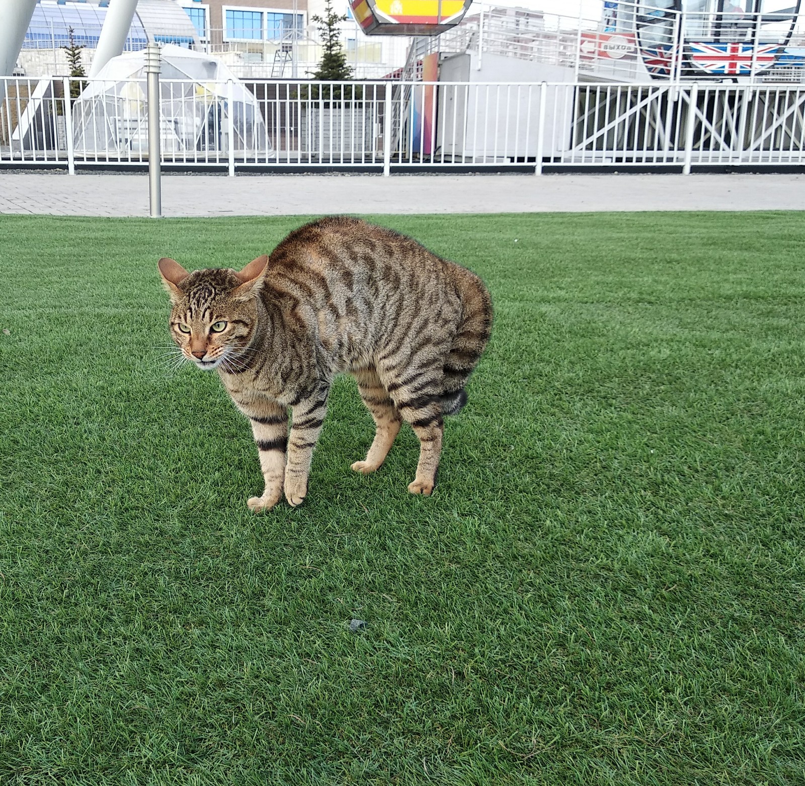 A street cat named...? - My, cat, Striped, Ferris wheel, Longpost