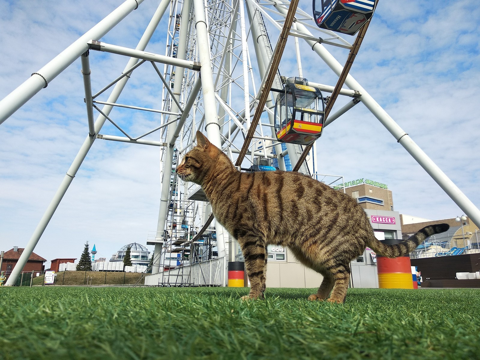 A street cat named...? - My, cat, Striped, Ferris wheel, Longpost