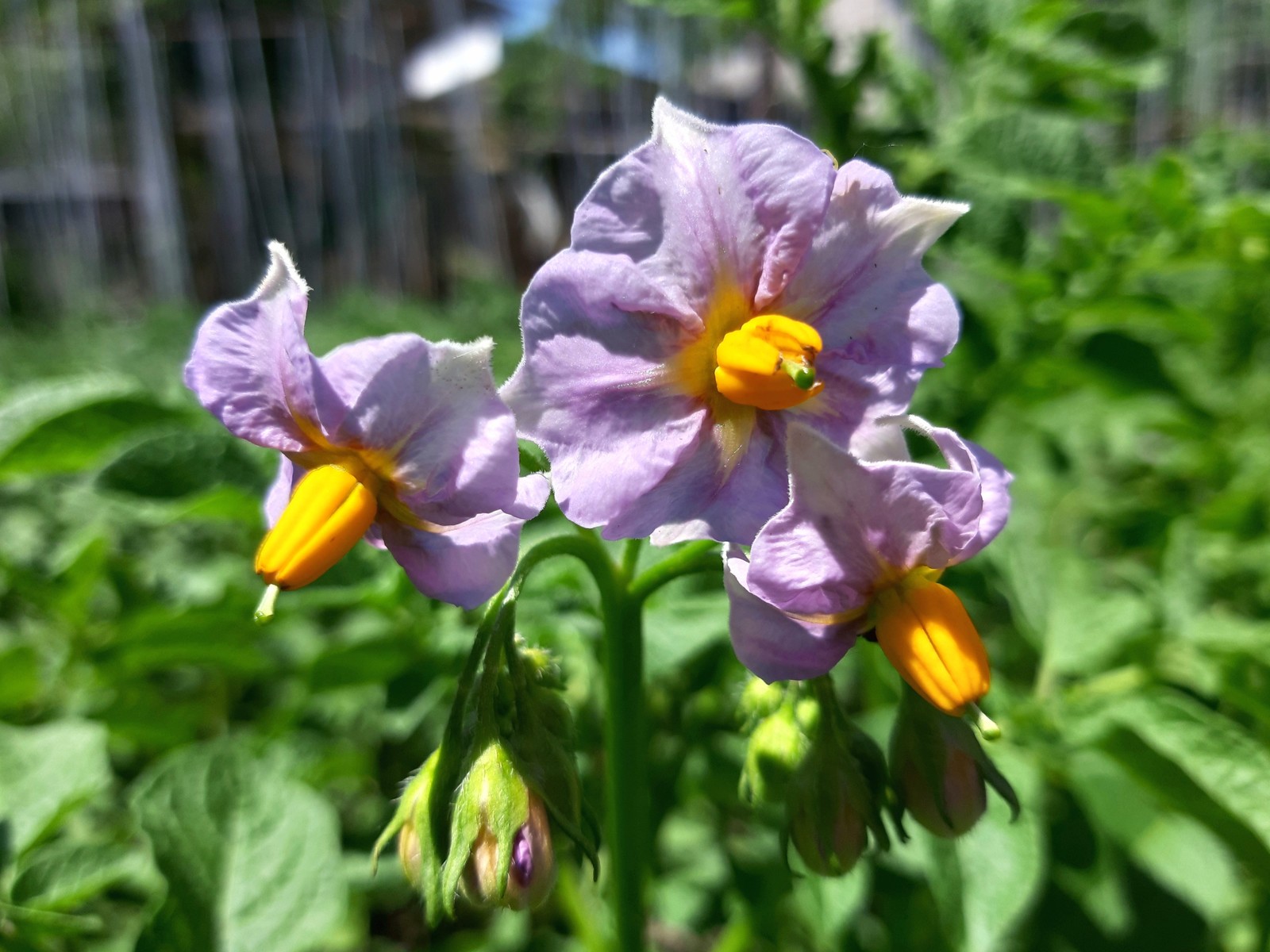 royal decoration - My, Potato, Bloom, The photo, Longpost