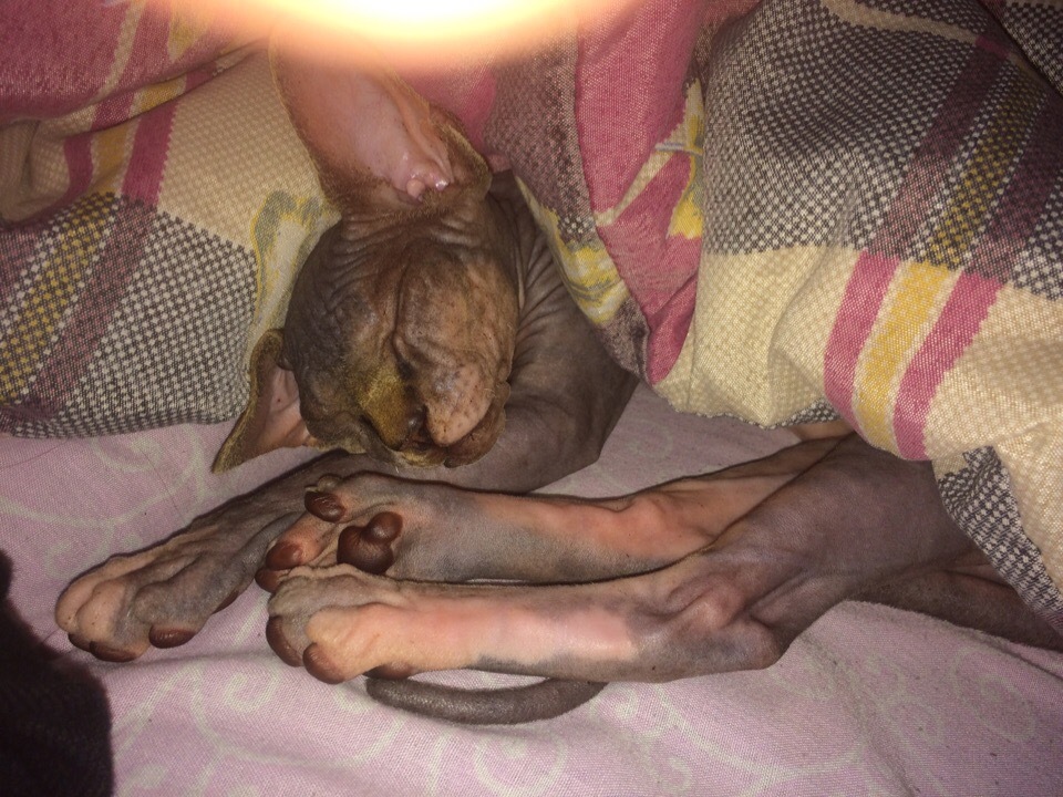 My sweet peach - Canadian Sphynx Marcus) - My, Canadian sphinx, cat, Longpost