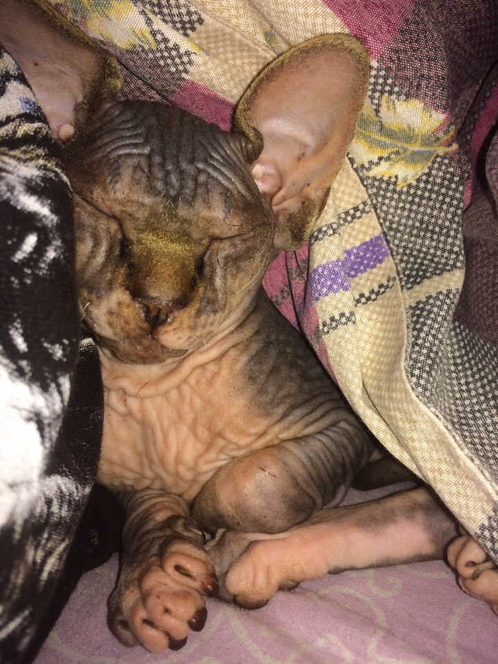 My sweet peach - Canadian Sphynx Marcus) - My, Canadian sphinx, cat, Longpost