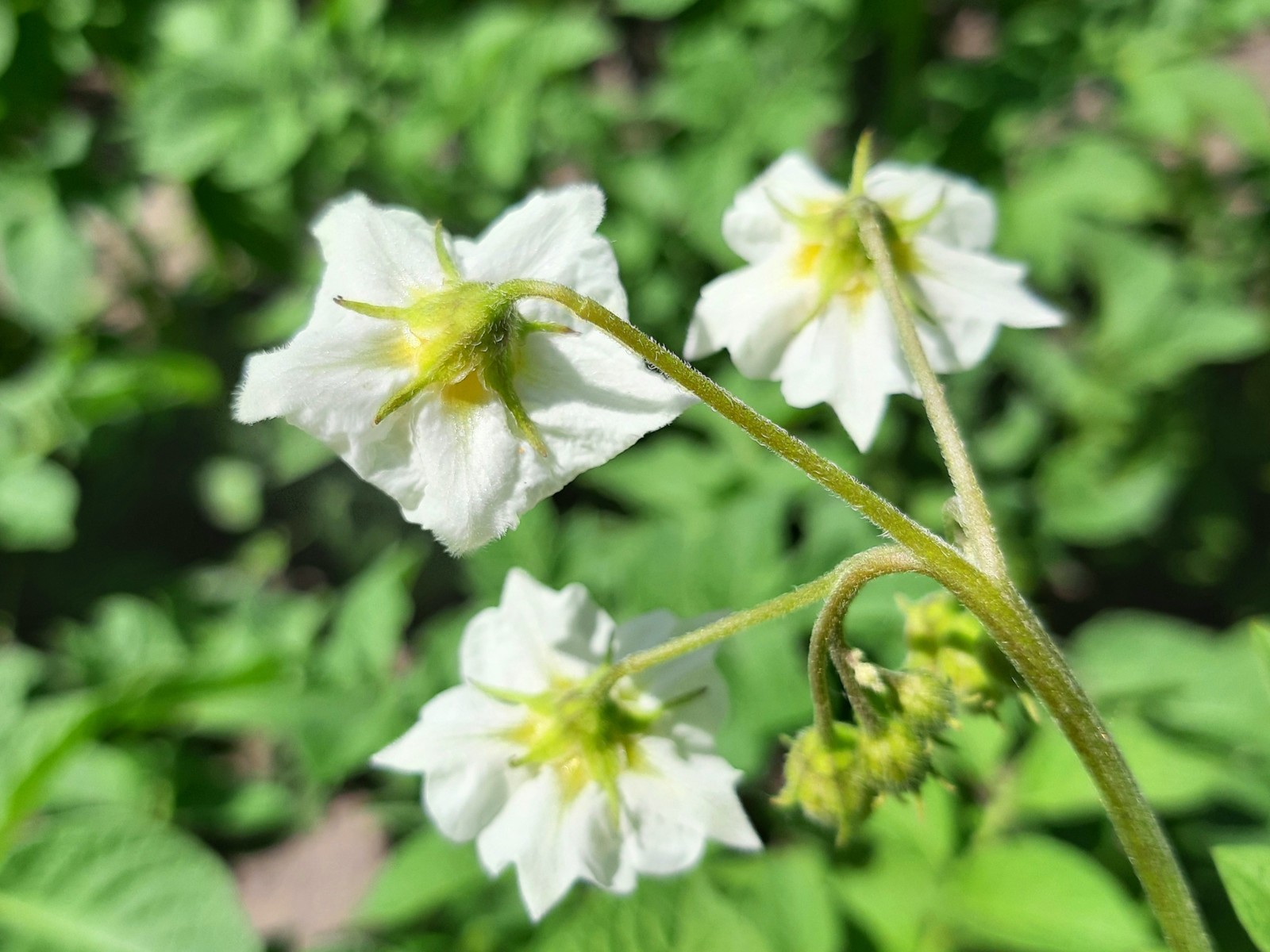 royal decoration - My, Potato, Bloom, The photo, Longpost