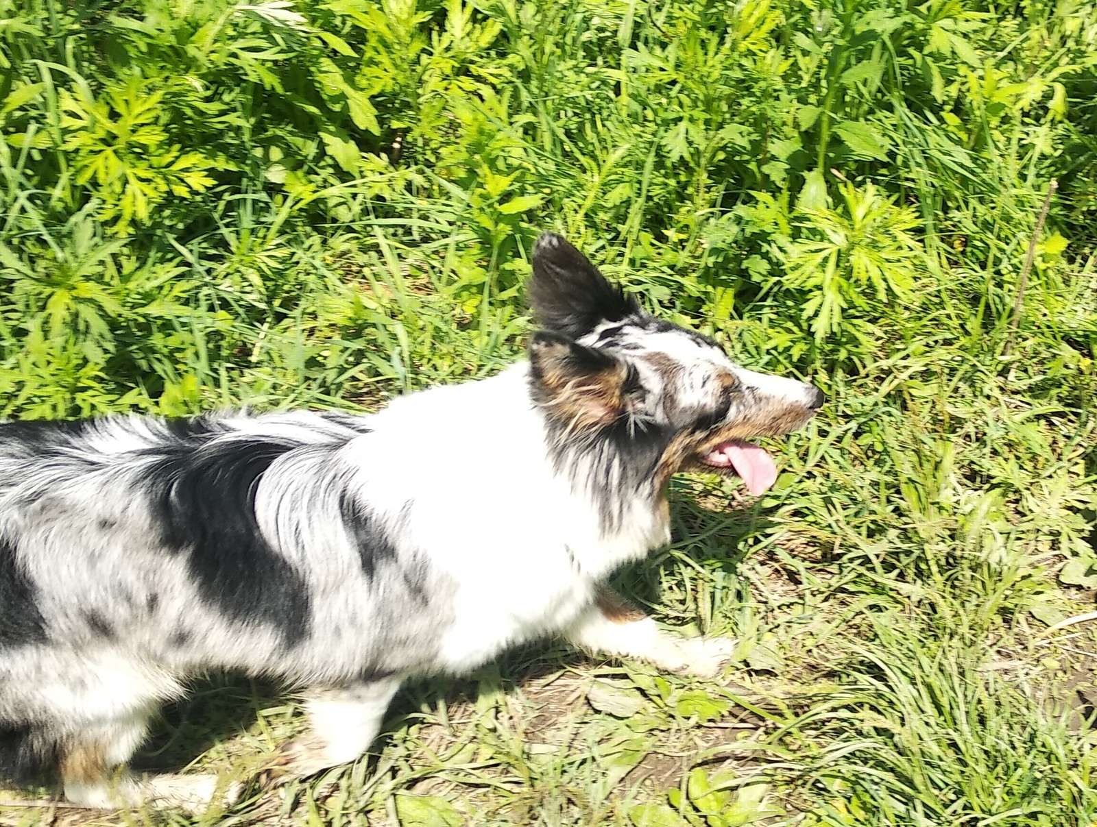 Almost summer. - My, Dog, Walk, Forest, Woolen, Border Collie, Nearly, Summer, Longpost