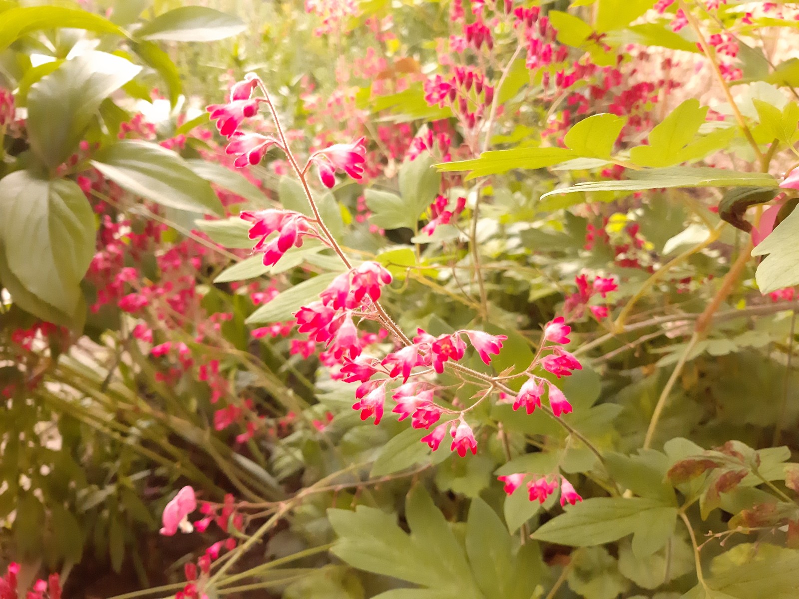 Heichela blood red - My, Flowers, Brightness, Bloom, Longpost