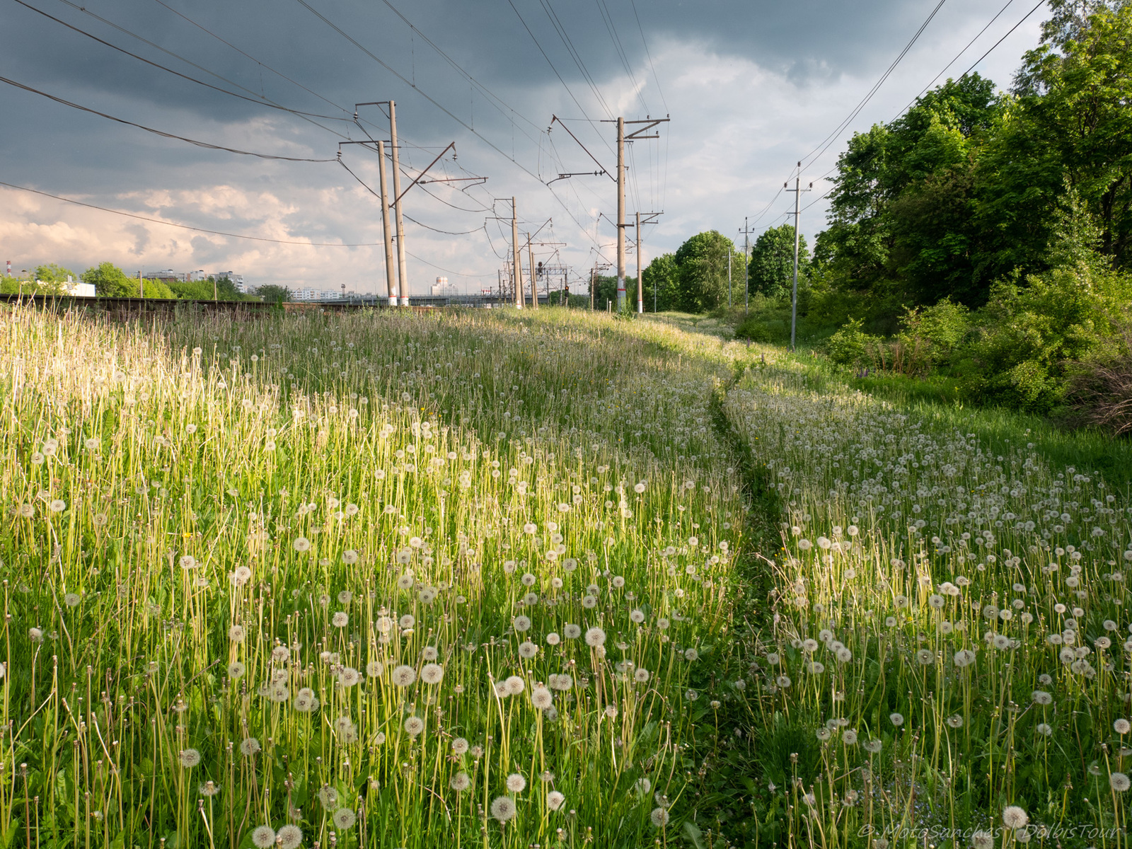 On the border of two roads and two regions. - My, Russian Railways, Train, Dandelion, Chertanovo, Biryulyovo, Bike ride, Longpost