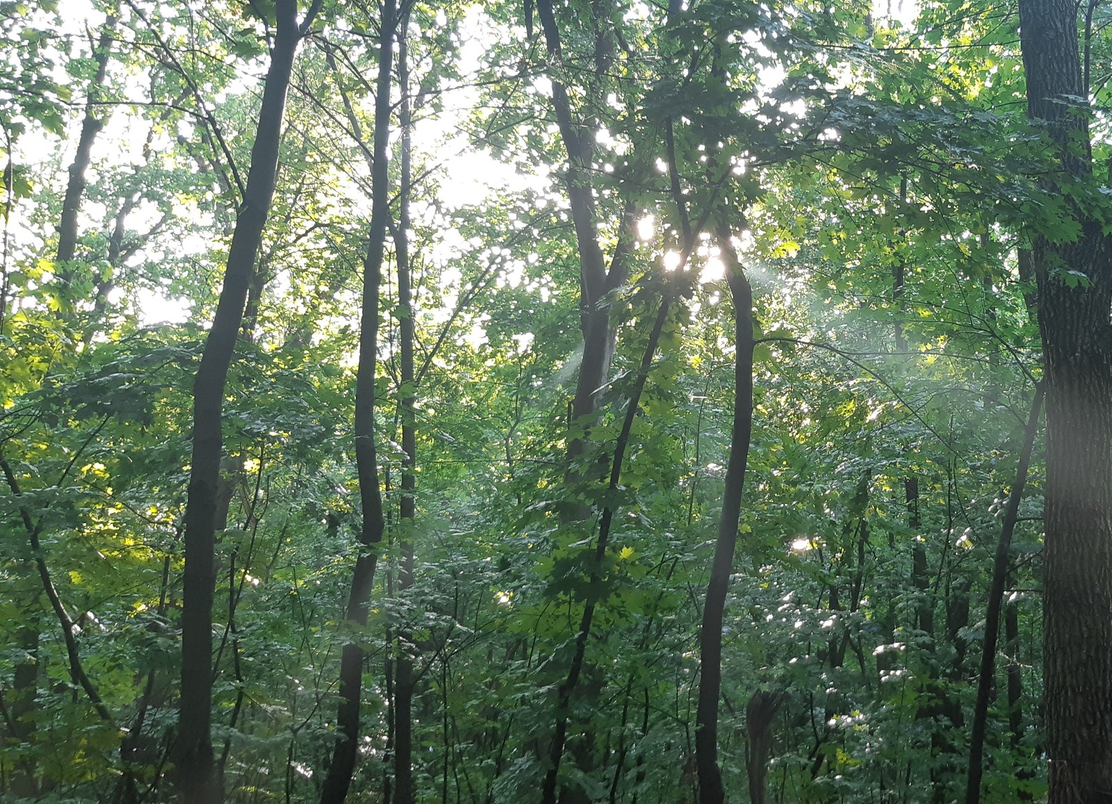 Forest after the rain - My, Forest, Rain, Summer, Mosquitoes, Longpost