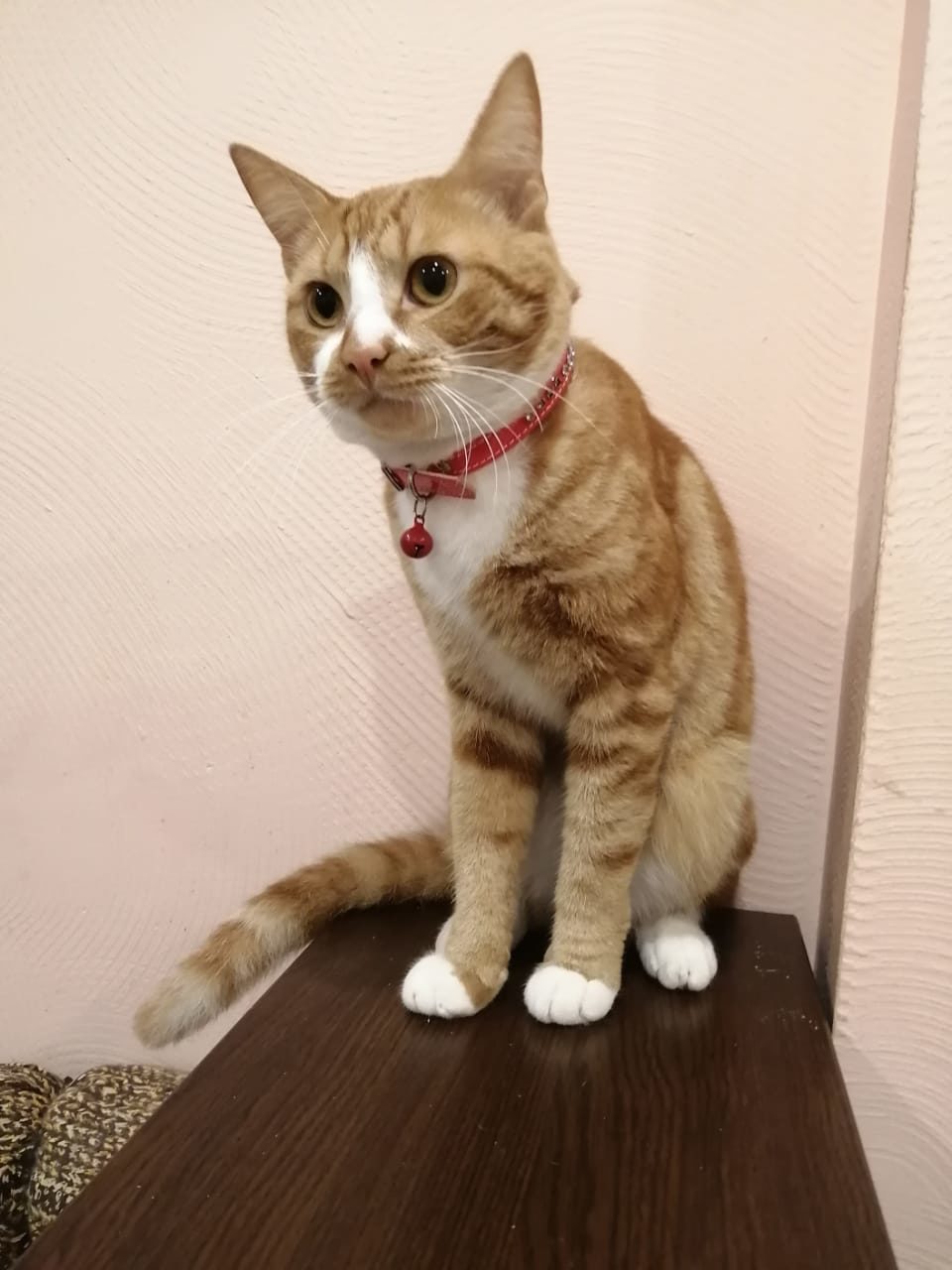 Cupcake cat has become unnecessary in the family of newlyweds!!! - cat, , Moscow, Looking for a home, In good hands, Longpost, No rating