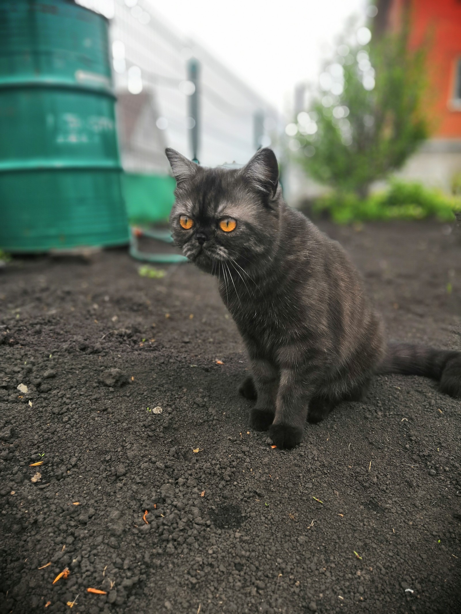 Grandma's in the village - My, cat, Garden, Catomafia, The photo