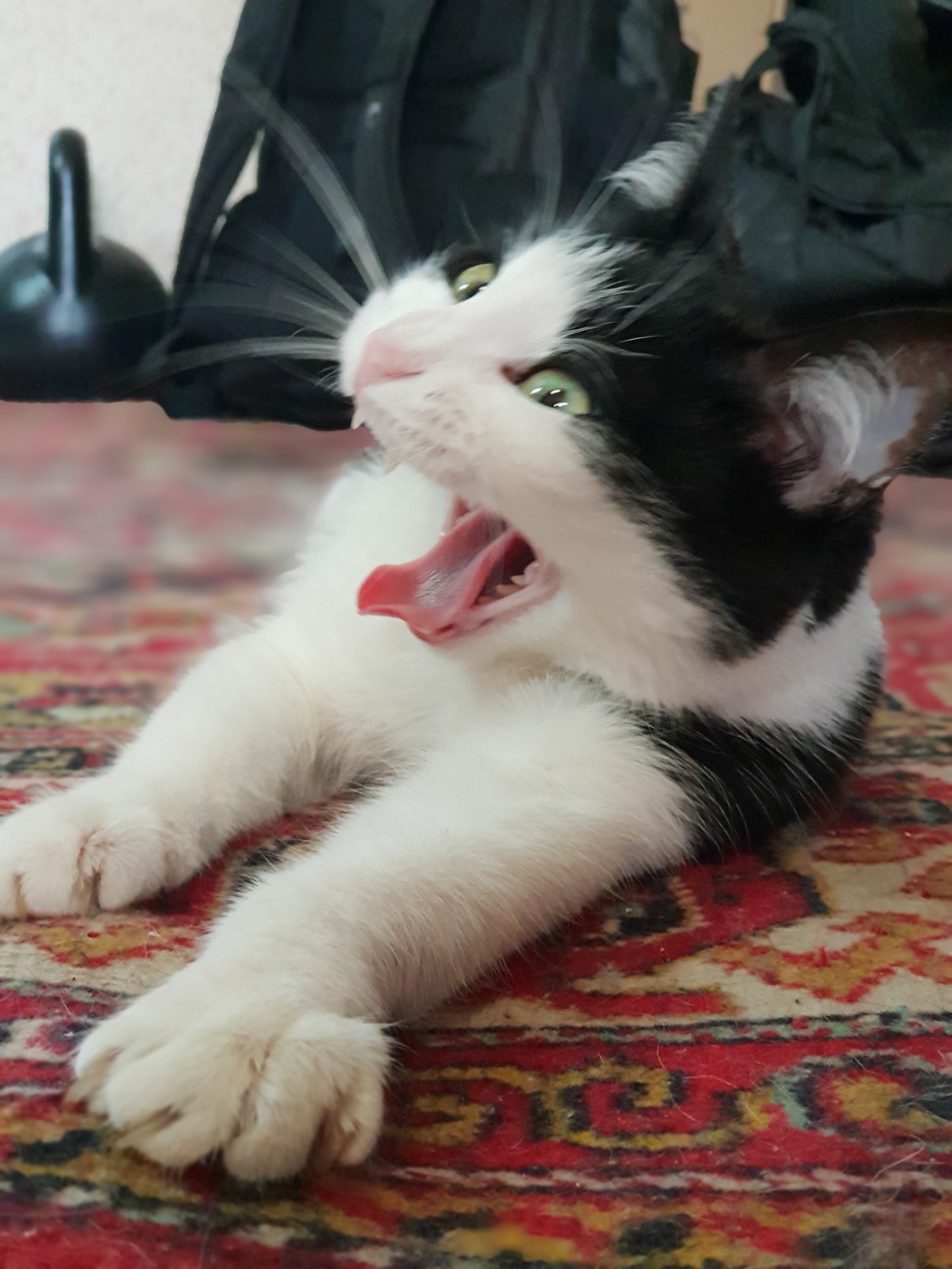 Cats are so cute when they yawn... - My, cat, Humor