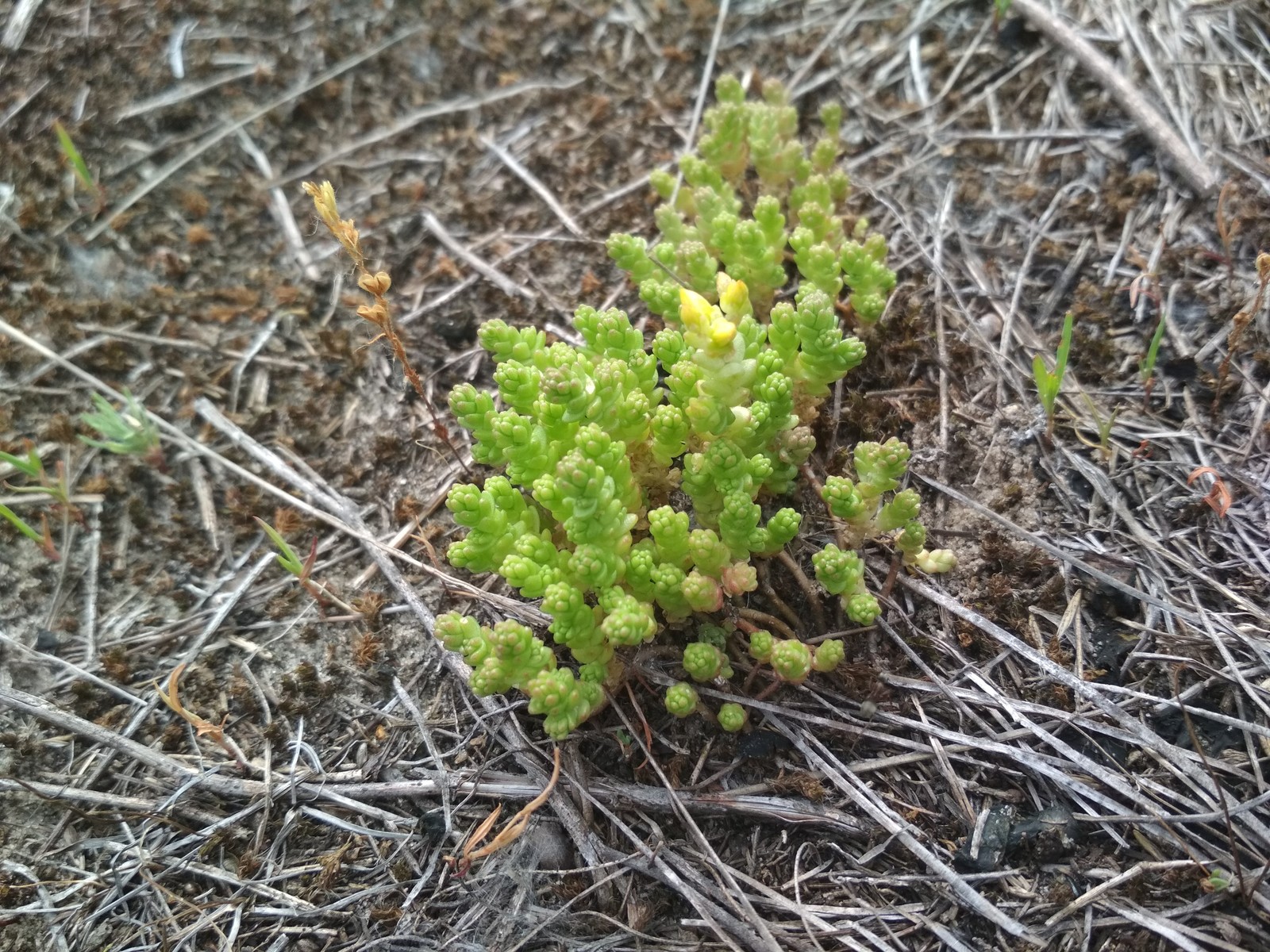 Plant identification - My, League of biologists, Biology, Plants, Longpost