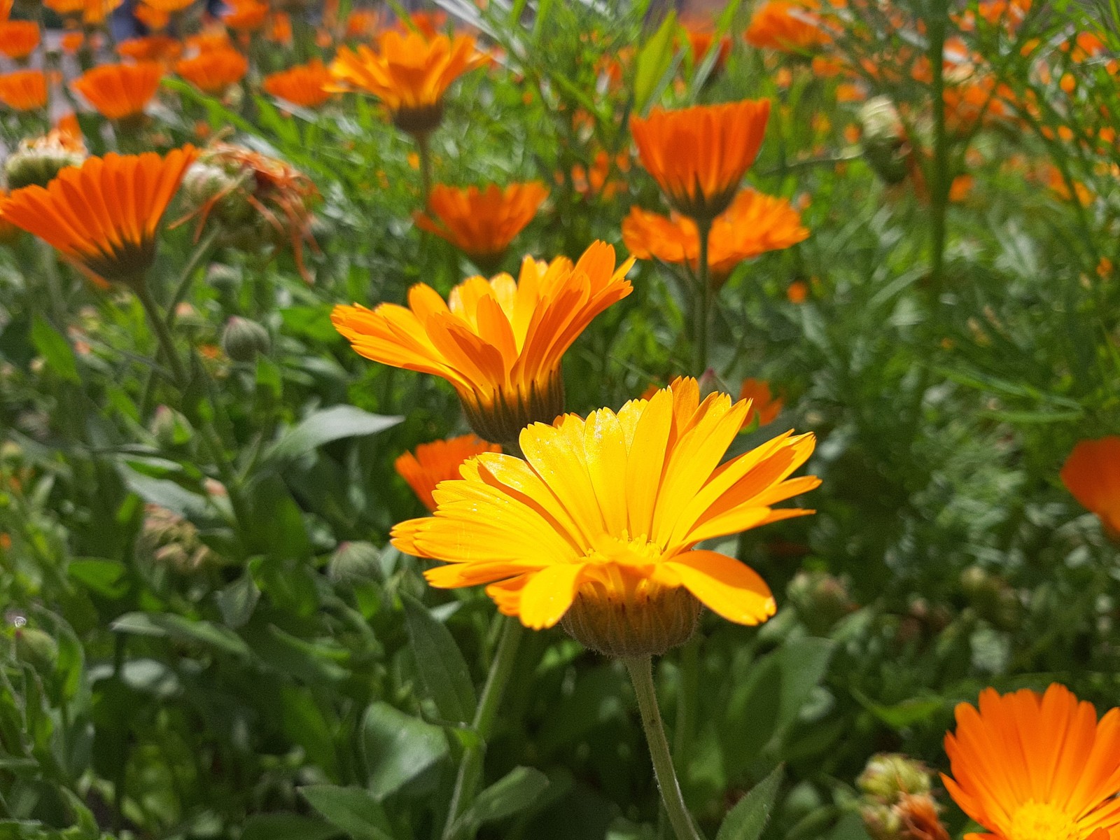 Sunny summer - My, Calendula, Summer, Flowers, Longpost