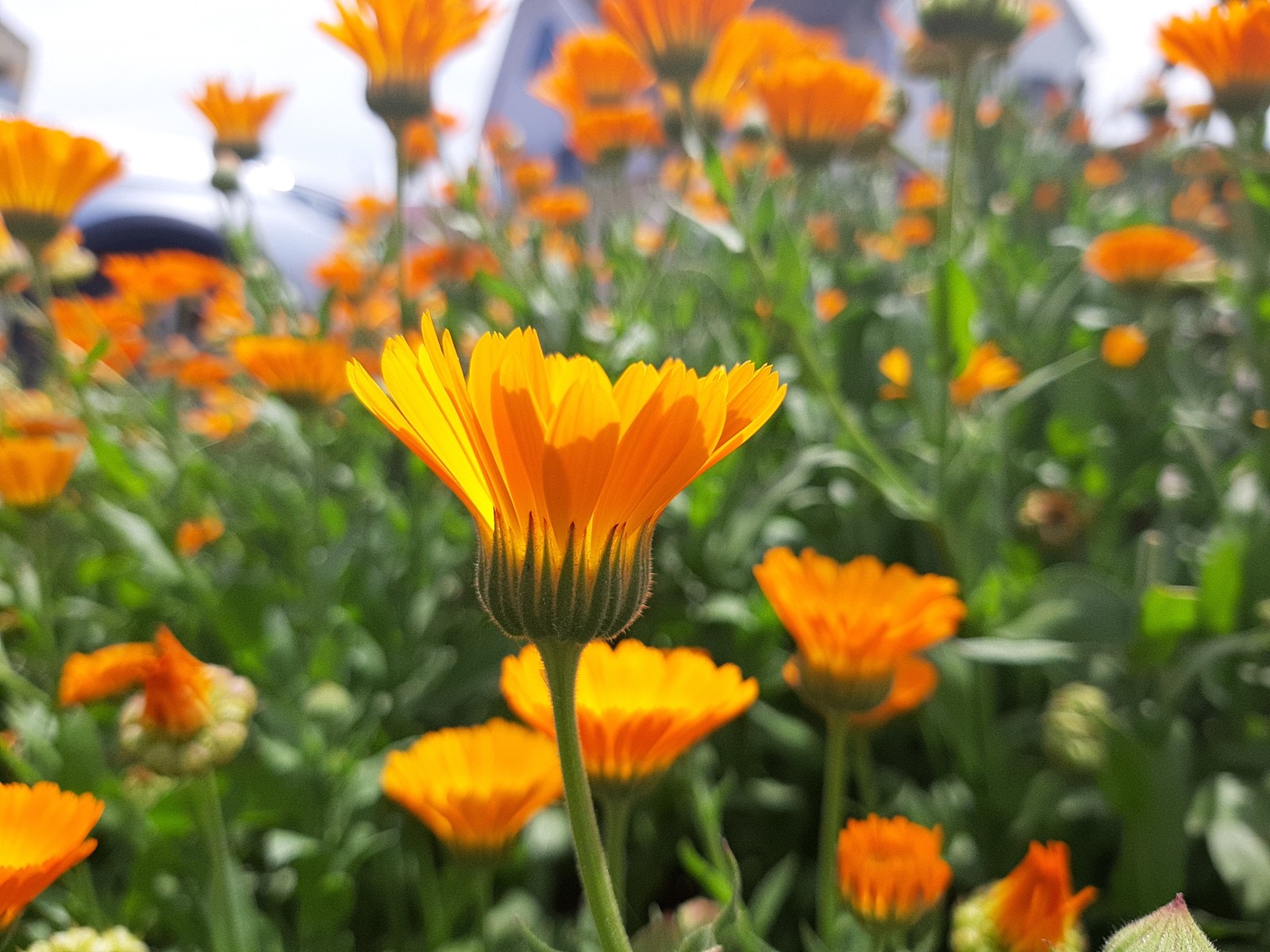 Sunny summer. Солнечная календула. Календула заставка на телефон. Фото желтая календула на фоне голубого неба.