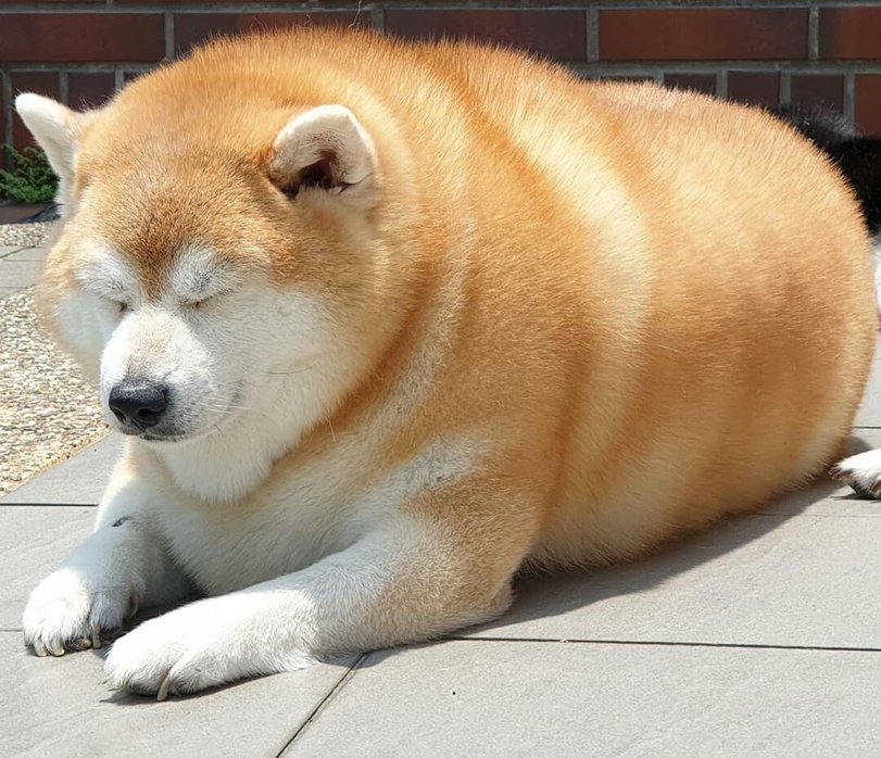 Came from my grandmother - Dog, Pets, Thick, Shiba Inu, Thick