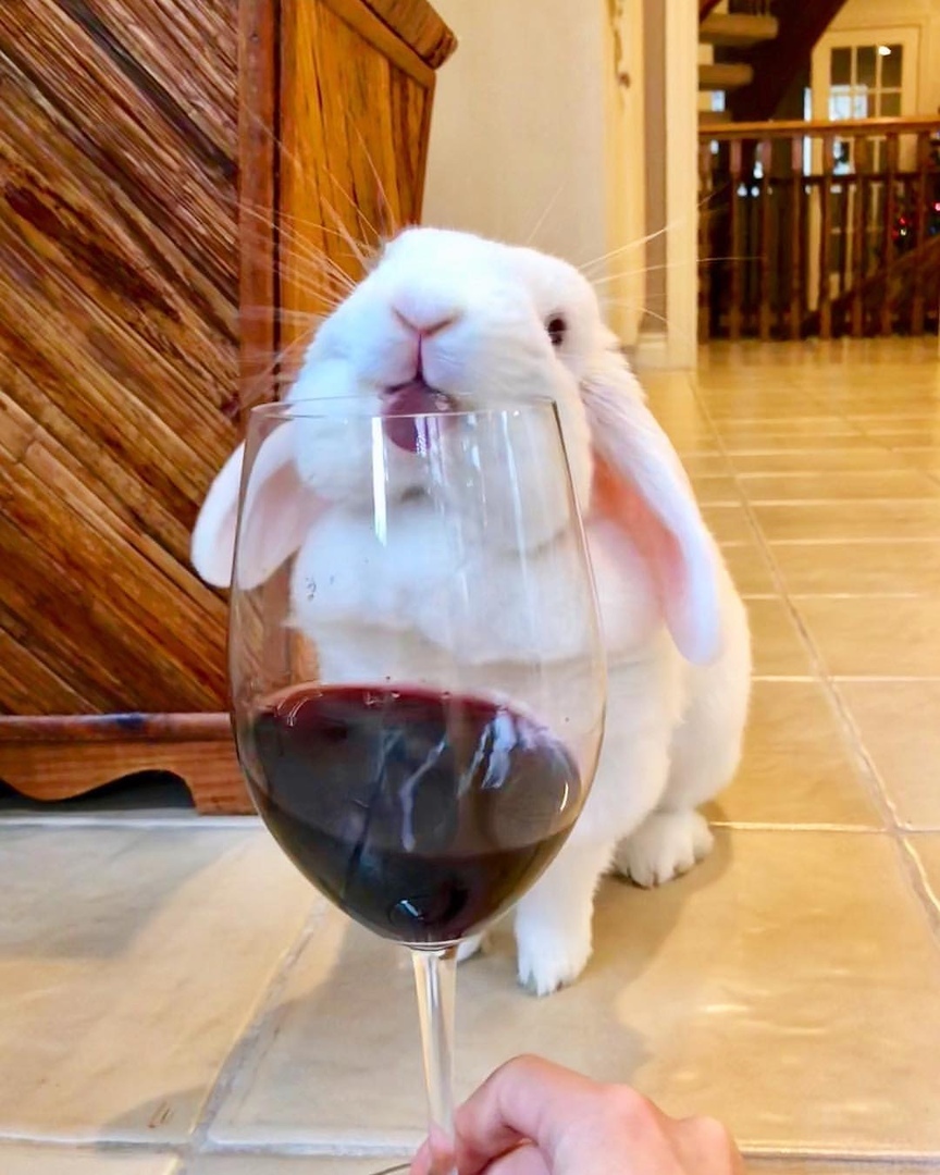 Drinking rabbit grief in the family - Rabbit, Wine, Longpost