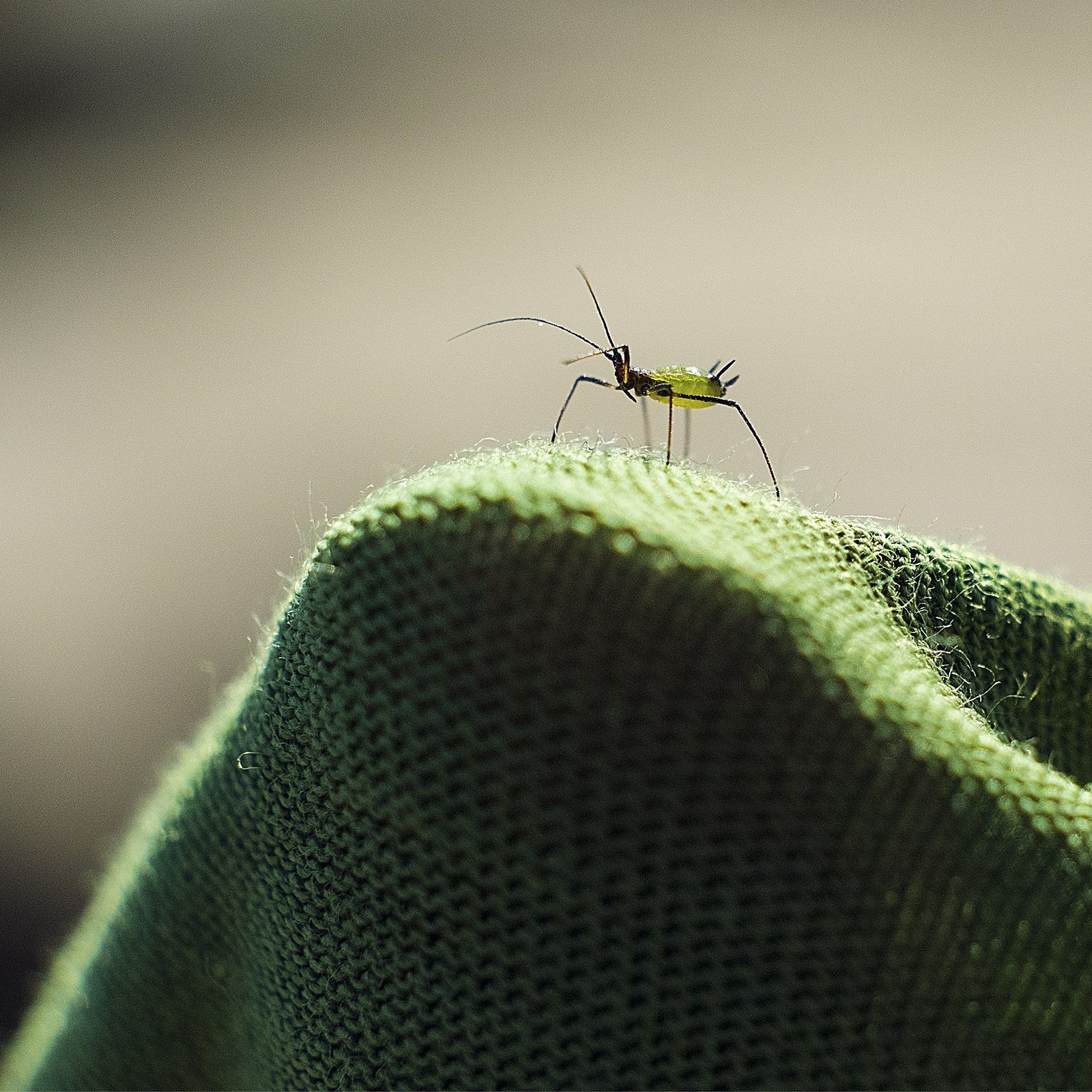 Small fry - My, Macro, Fujifilm, Livestock, Insects, Longpost, Macro photography, Animals