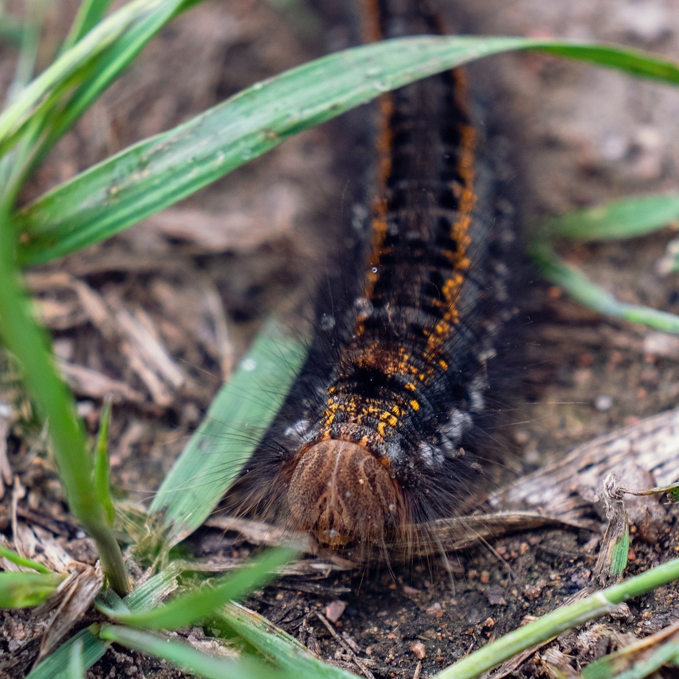 Small fry - My, Macro, Fujifilm, Livestock, Insects, Longpost, Macro photography, Animals