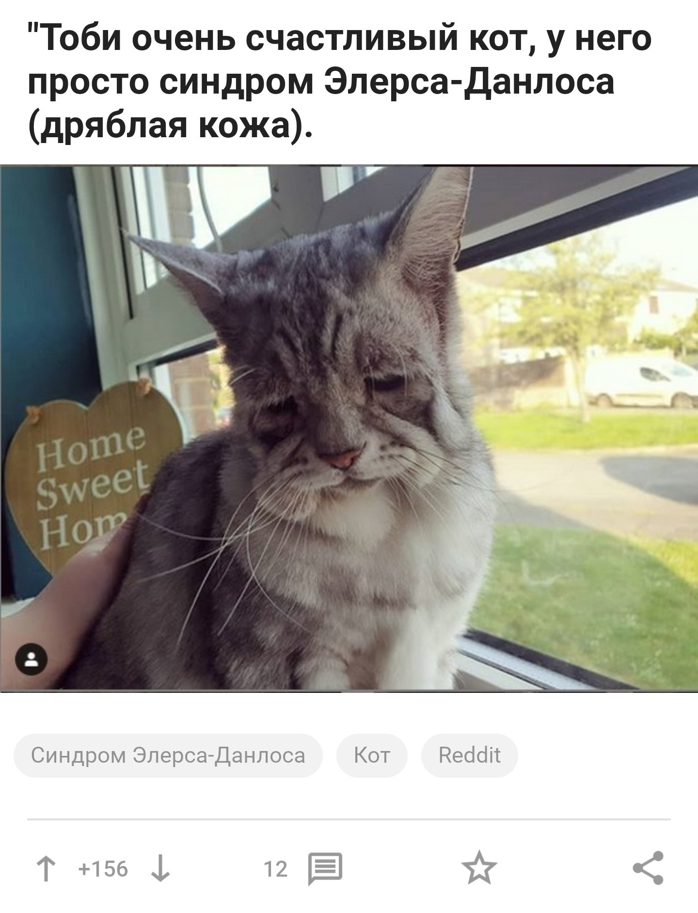 Шаркот | Пикабу