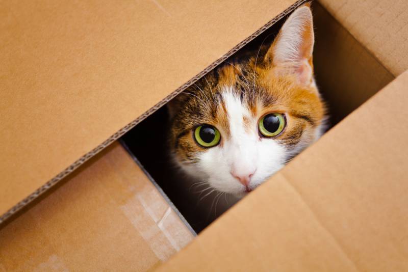 Scientists have announced a way to rescue Schrodinger's cat - The science, , Shroedinger `s cat, Nature, cat, Erwin Schrodinger