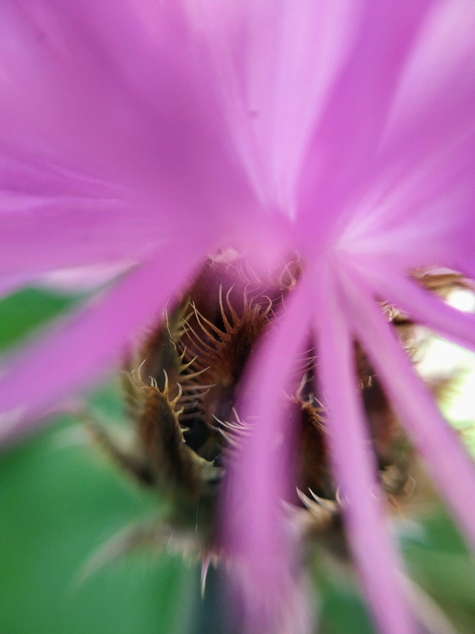 little worker - My, Macro, Macro photography, Flowers, Insects, Bees, The photo, Video, Longpost