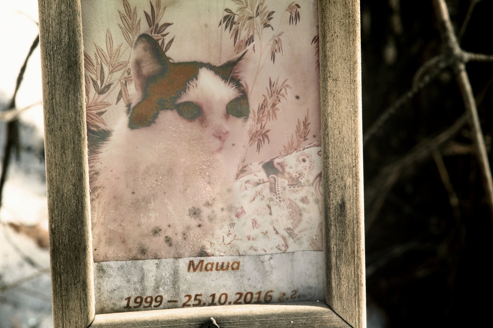 Cats are the gangsters of the animal world, living outside the law and dying the same way - My, Pet cemetery, Longpost, The photo, Chelyabinsk, Society, Stephen King Pet Sematary