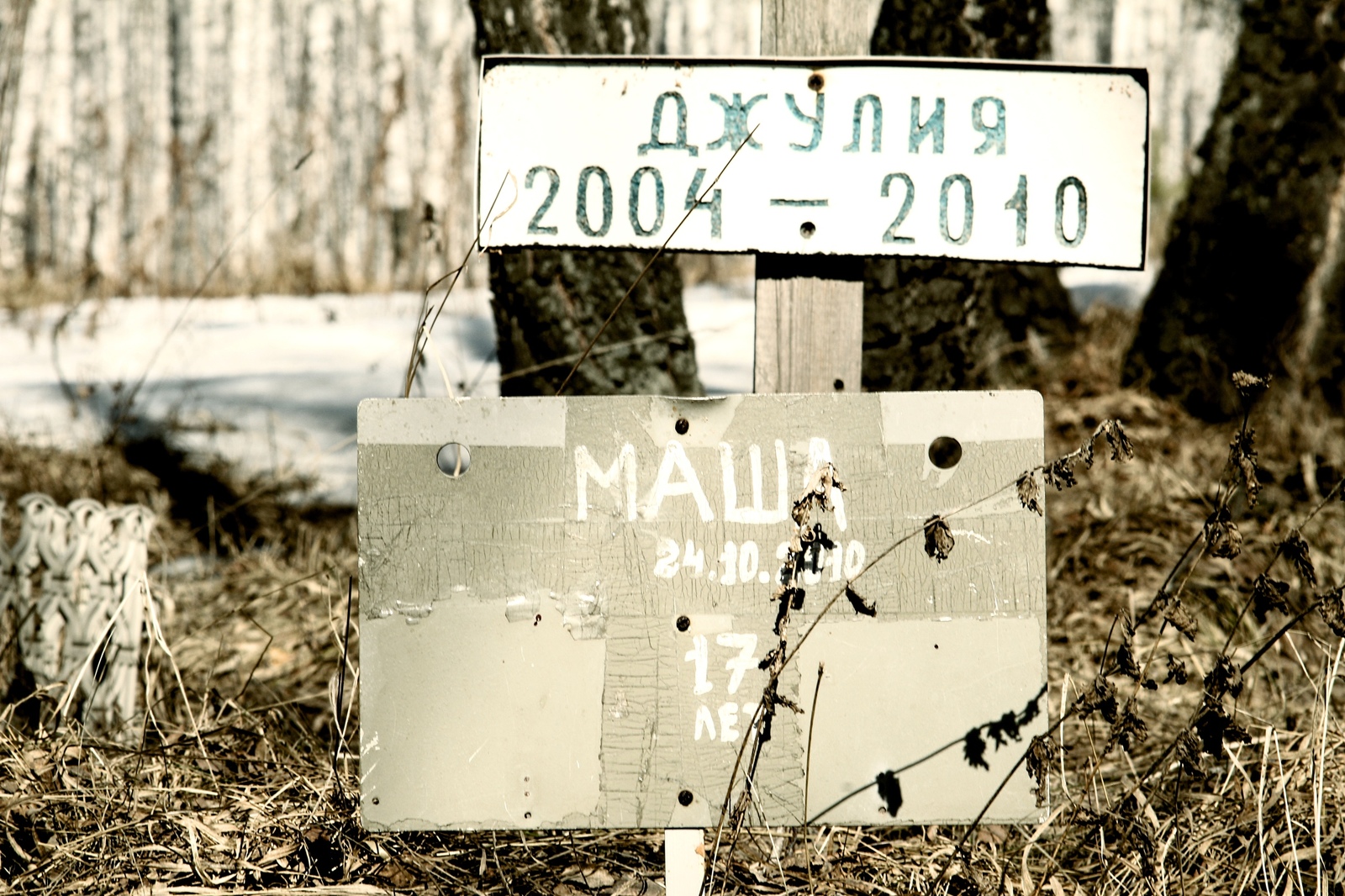 Cats are the gangsters of the animal world, living outside the law and dying the same way - My, Pet cemetery, Longpost, The photo, Chelyabinsk, Society, Stephen King Pet Sematary