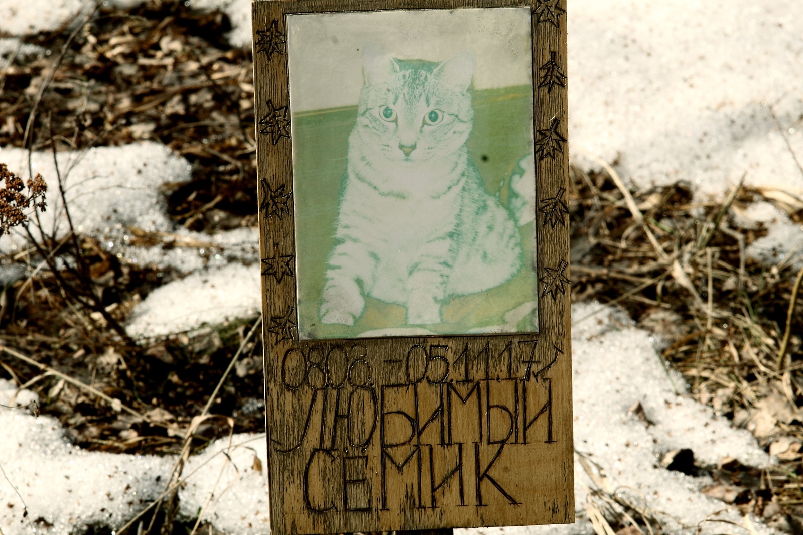 Cats are the gangsters of the animal world, living outside the law and dying the same way - My, Pet cemetery, Longpost, The photo, Chelyabinsk, Society, Stephen King Pet Sematary