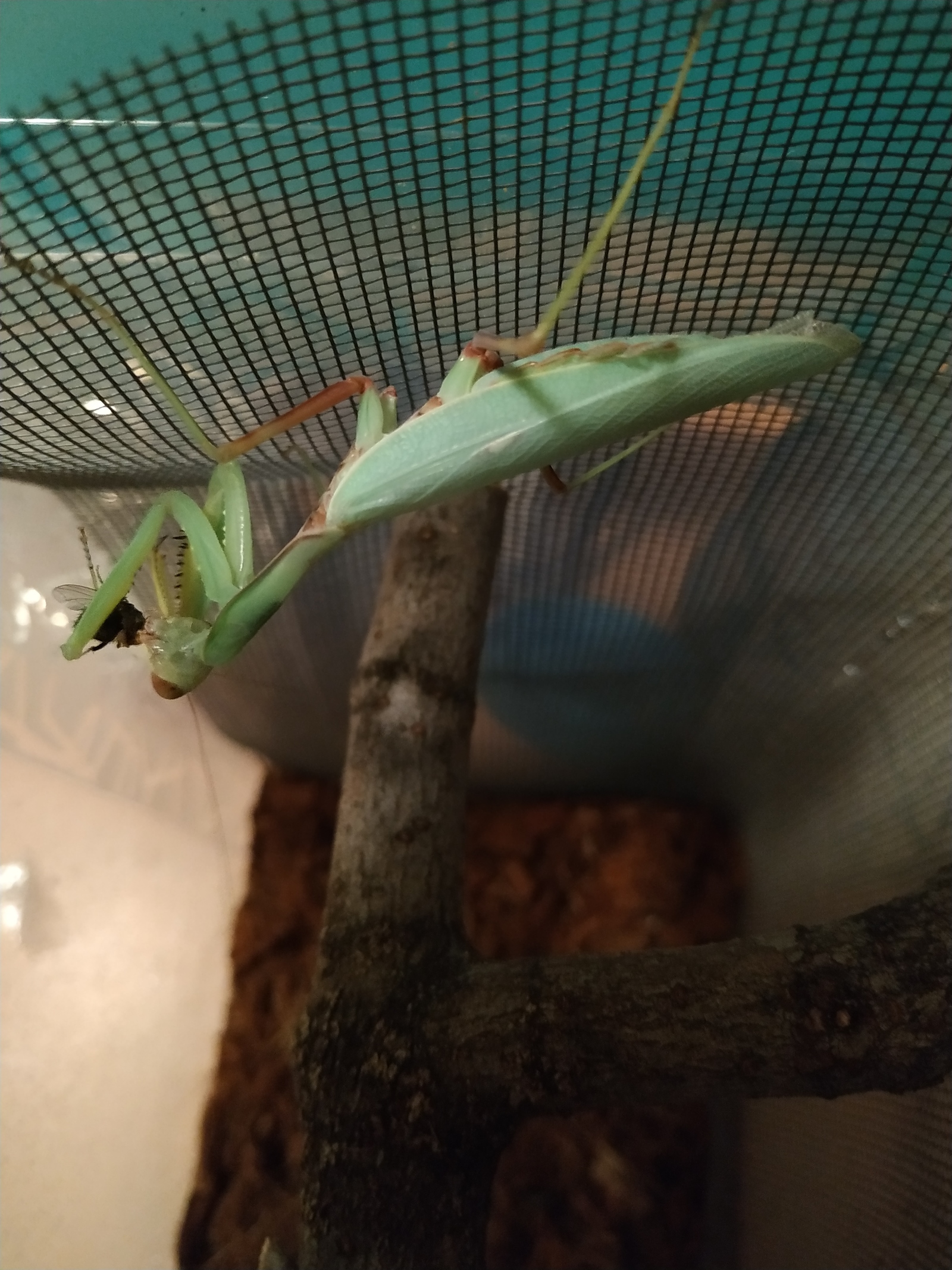 Mantis maturation - My, Mantis, Content, Pet, Longpost, Care and maintenance, Insects, Feeding, GIF, Pets