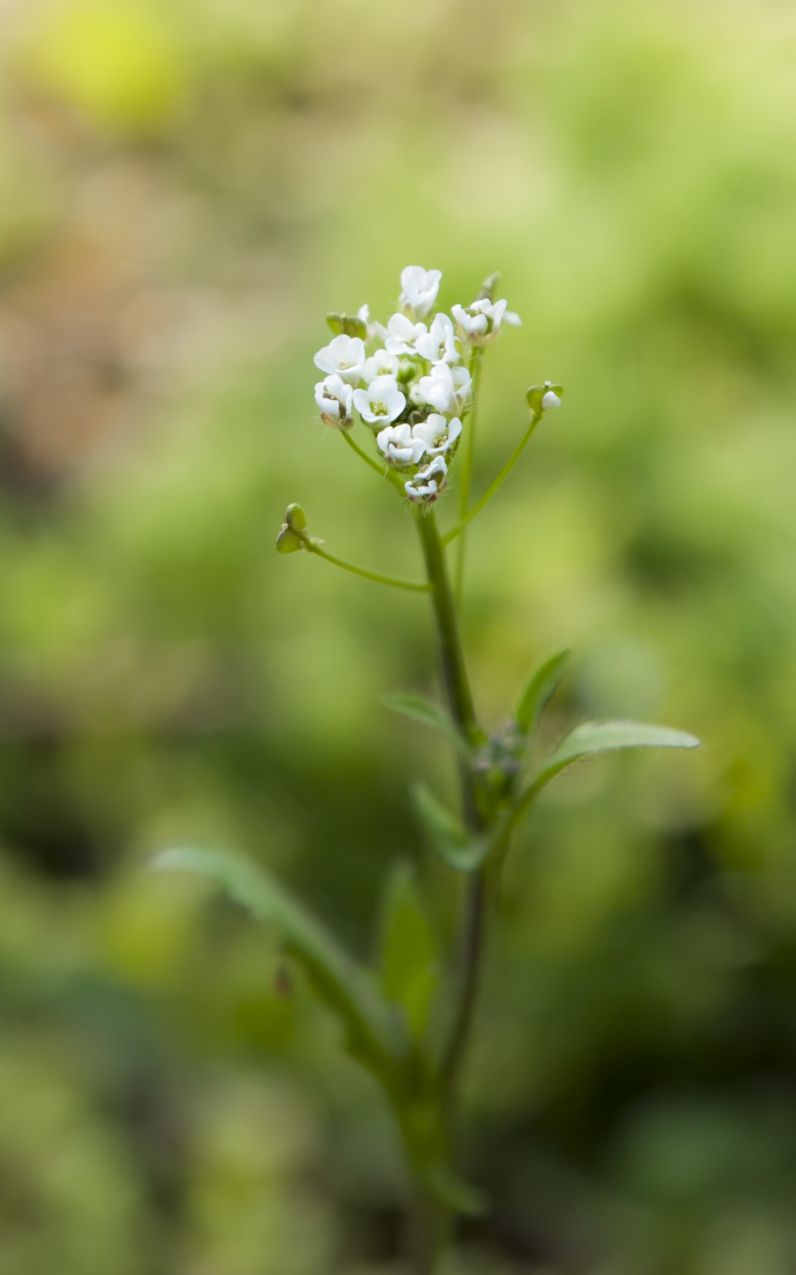 I dabble in macro photography. - My, The photo, Macro, Longpost, Macro photography