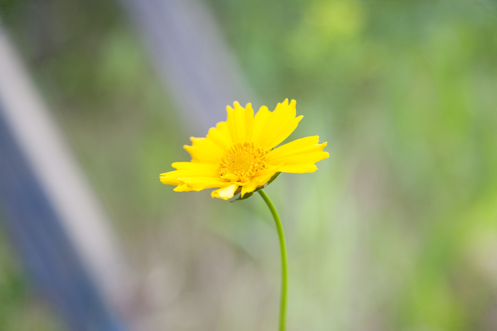 I dabble in macro photography. - My, The photo, Macro, Longpost, Macro photography