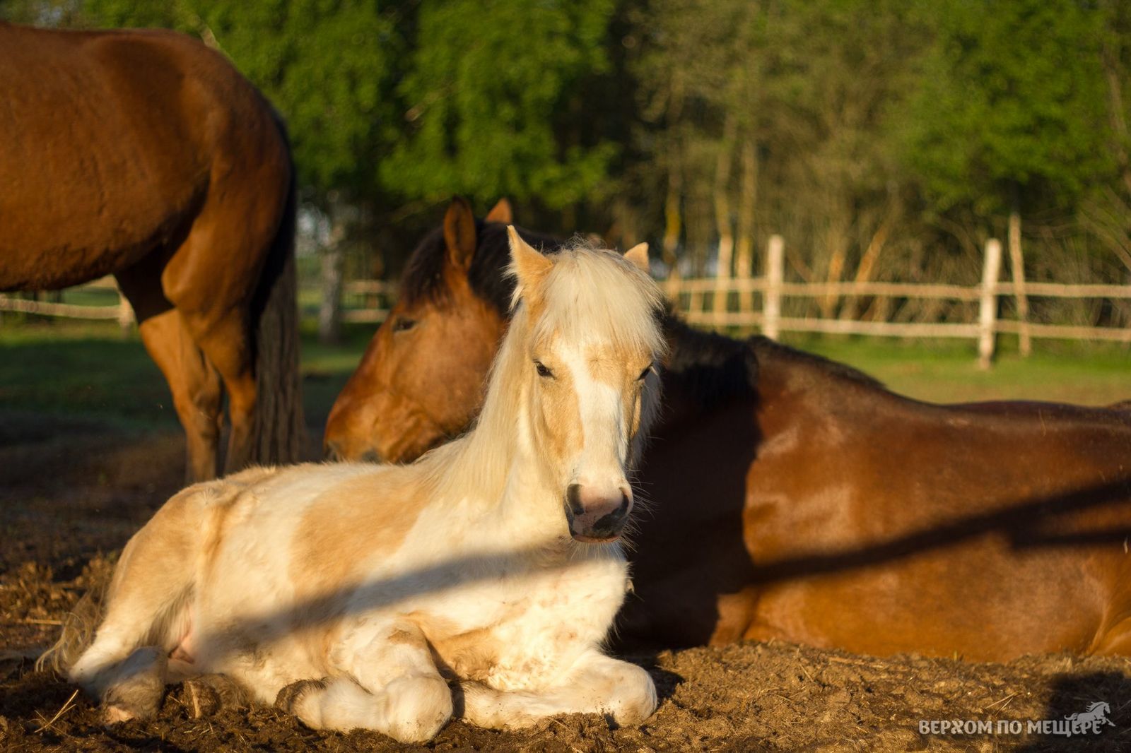 Riding along the Meshchera. Post two - introductory - My, Horses, Stable, Meshchera, Ryazan, Orekhovo, Longpost