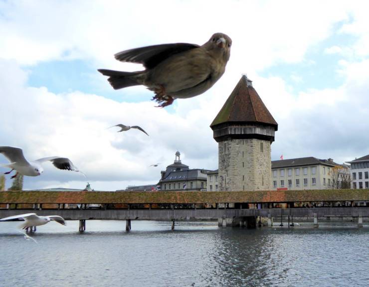 Business like birds - Birds, The photo, Switzerland, Lucerne