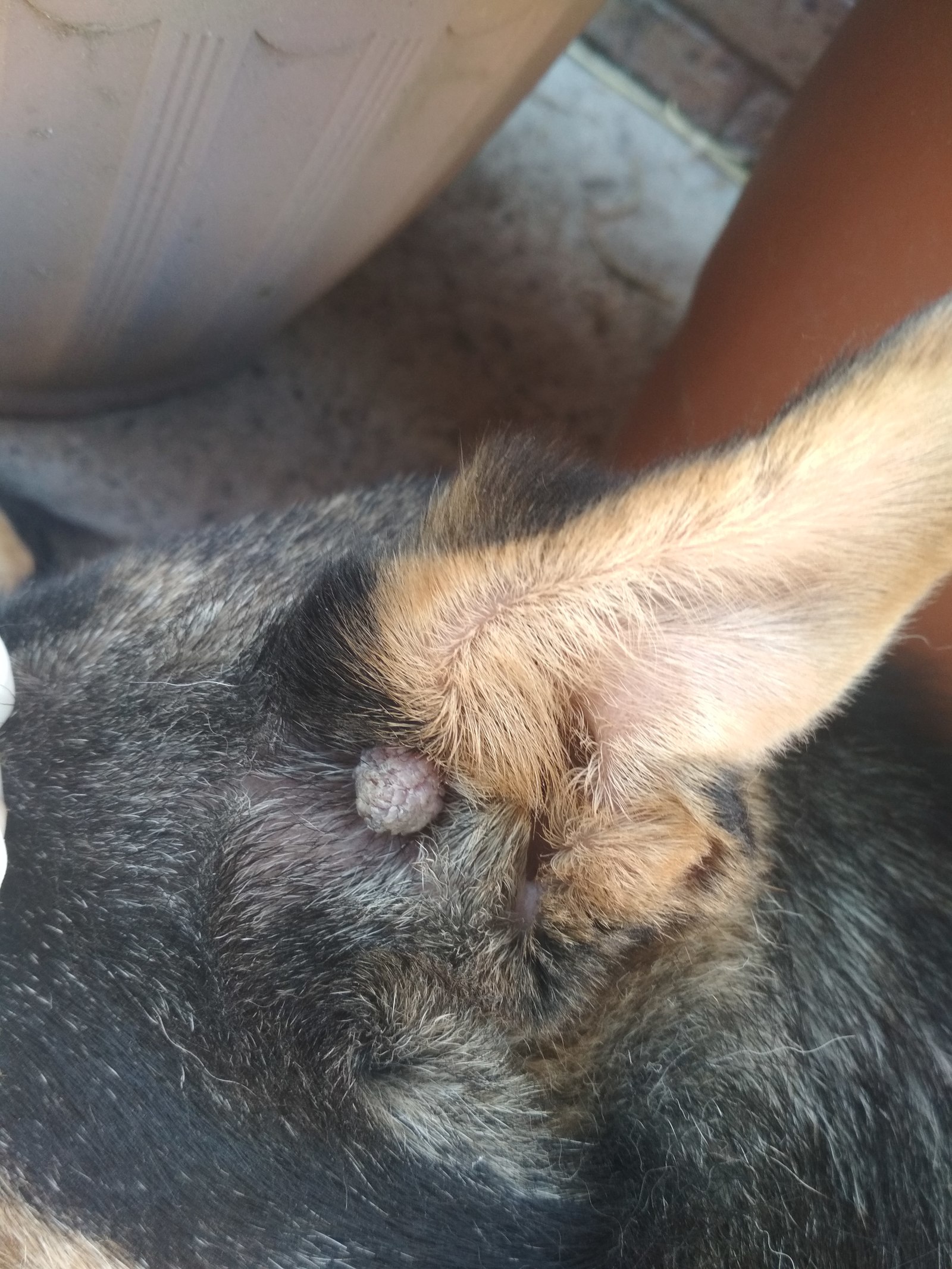 Guys, need help. What it is? Found on my dog - League of biologists, Question, Longpost