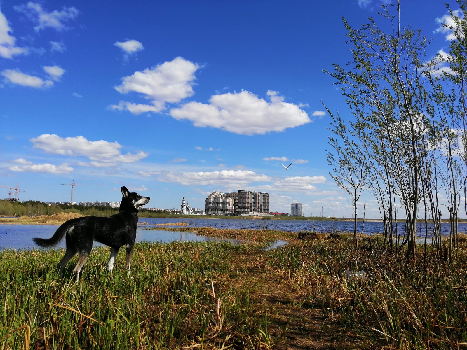 Fallout new Surgut | Пикабу