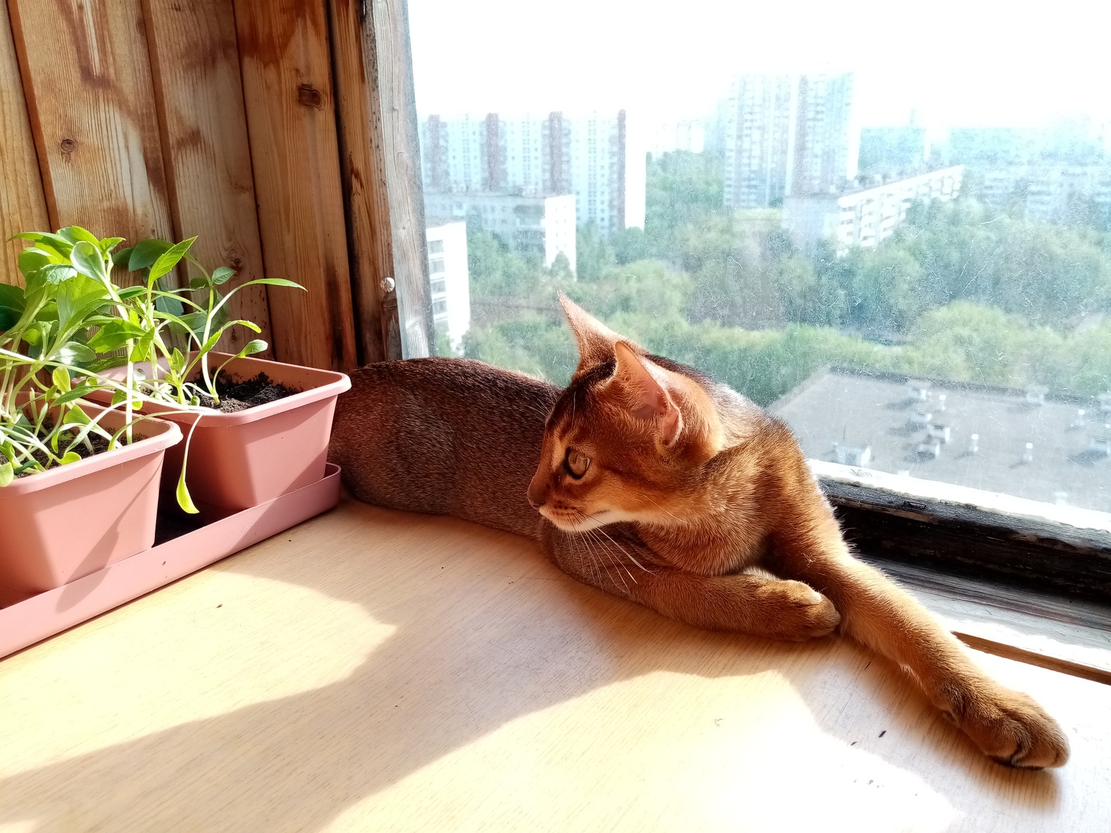 Miner - My, Abyssinian cat, Balcony, , Hunting, cat