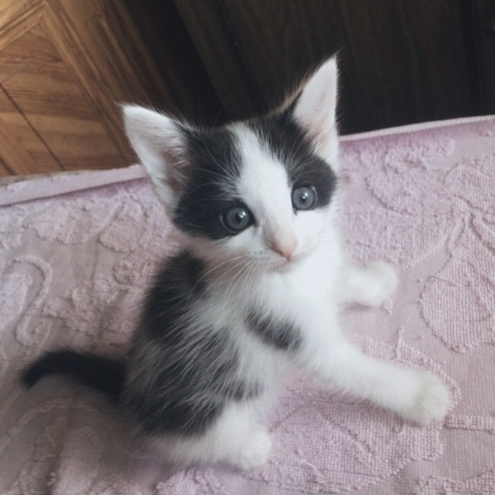 Give away kittens, Orenburg - My, Kittens, Orenburg, In good hands, Longpost, cat, No rating