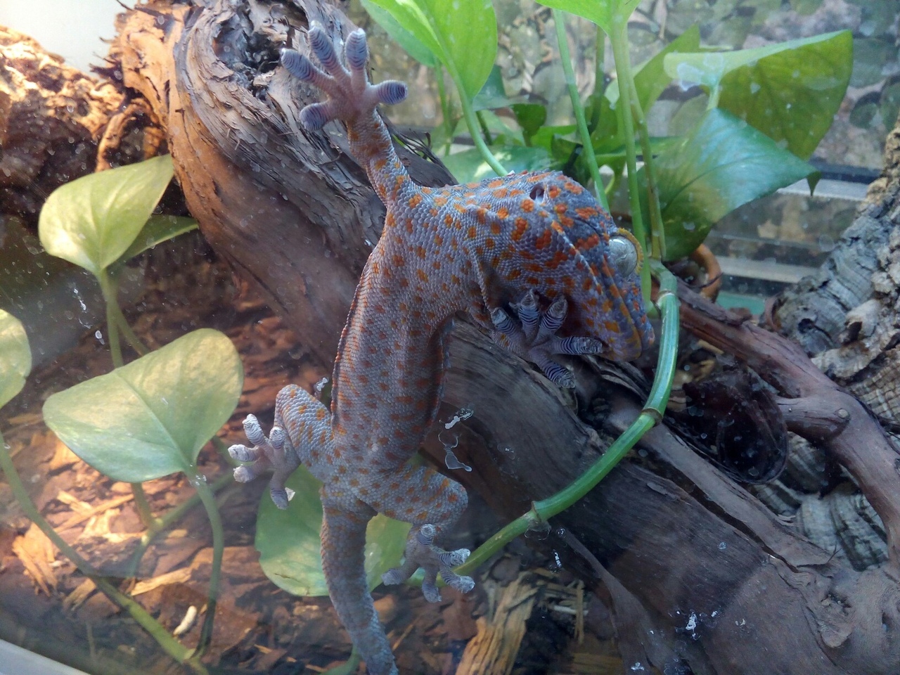 Gecko Toki. - My, Saint Petersburg, , The photo, Animals, Reptiles, Longpost