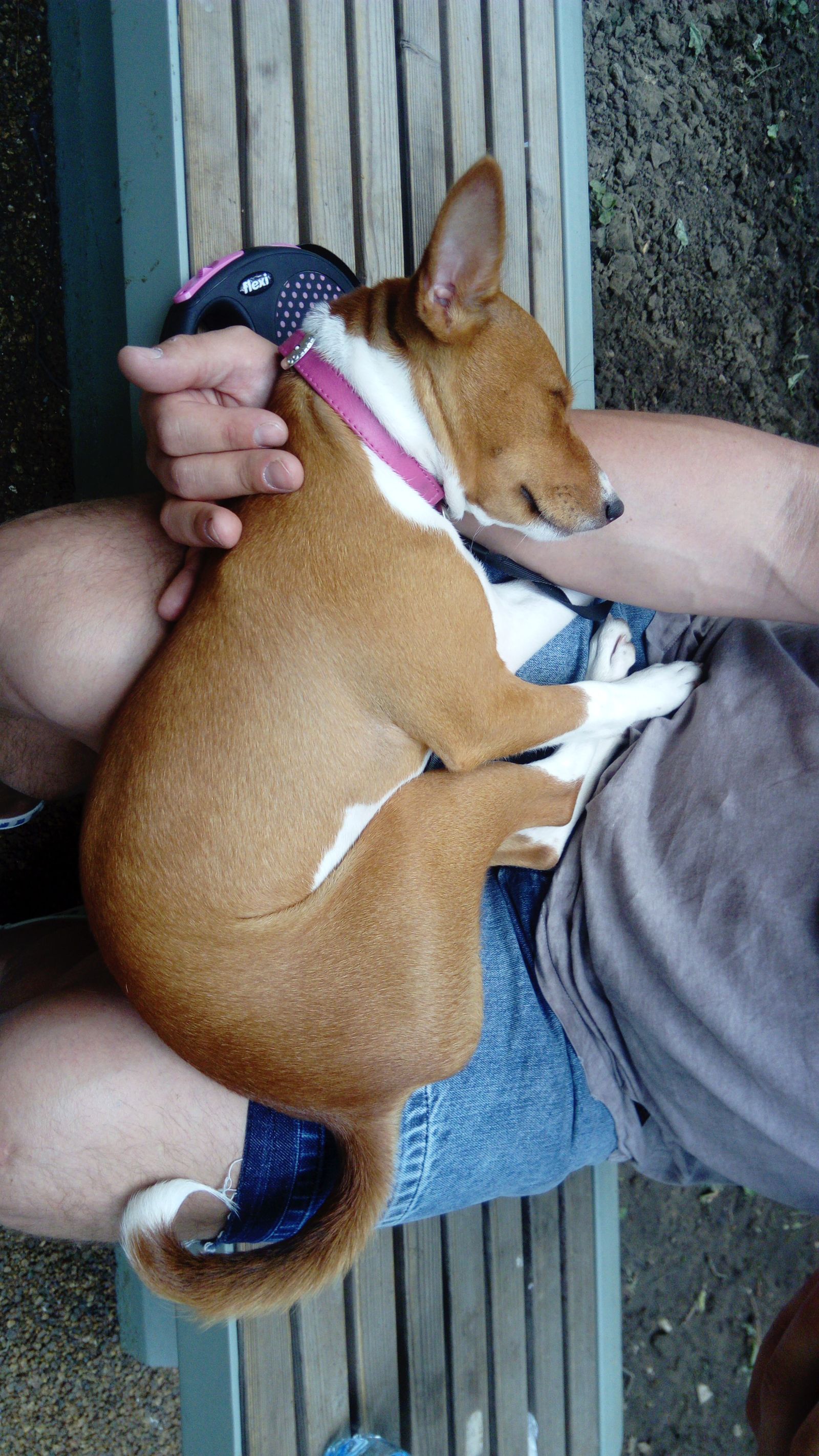 Tired) - Dog, VDNKh, Basenji