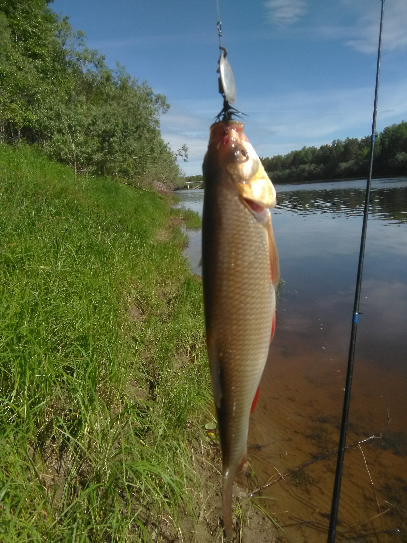 First time this season - My, River, Spinning, Ide, Longpost