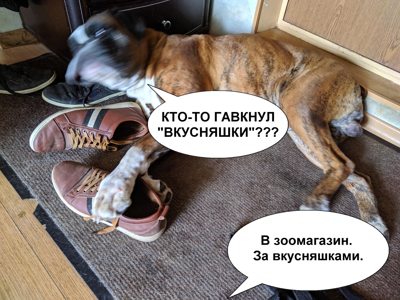 Barclay on the passport, Borya in life - My, Boxer, Picture with text, Boots, Dog