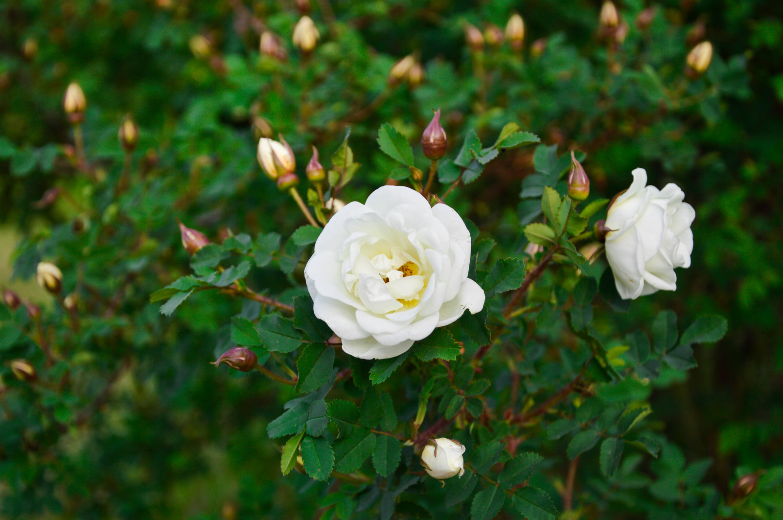 Flowers - My, Flowers, Succulents, The photo, Summer, beauty, Stone Rose, Longpost