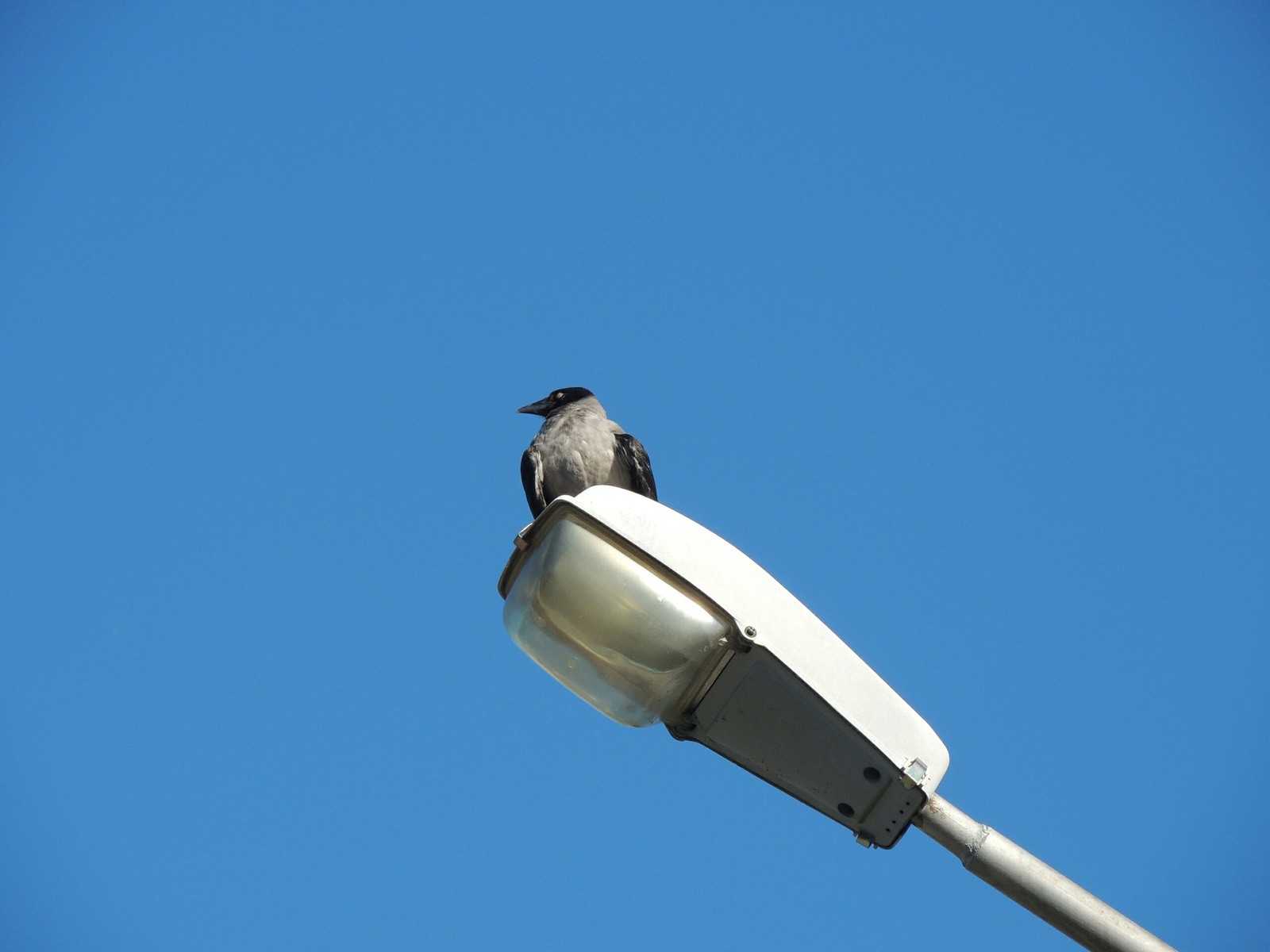 Crow - My, Ufa, Lamp, Longpost, Crow