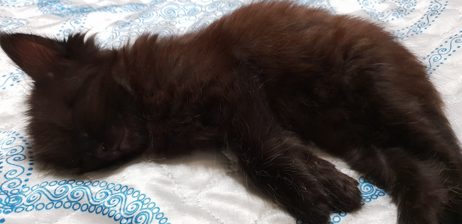 Kuzma is sleeping. - My, Black cat, Pet, Milota, Catomafia, Longpost, Dream, cat, Pets