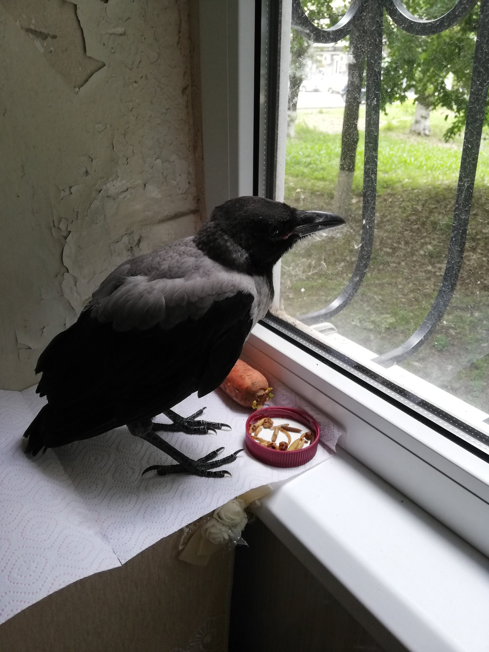 Crow chick. - My, Grey Crow, Cell, Chick, Animal Rescue, Ornithology, Video, Longpost